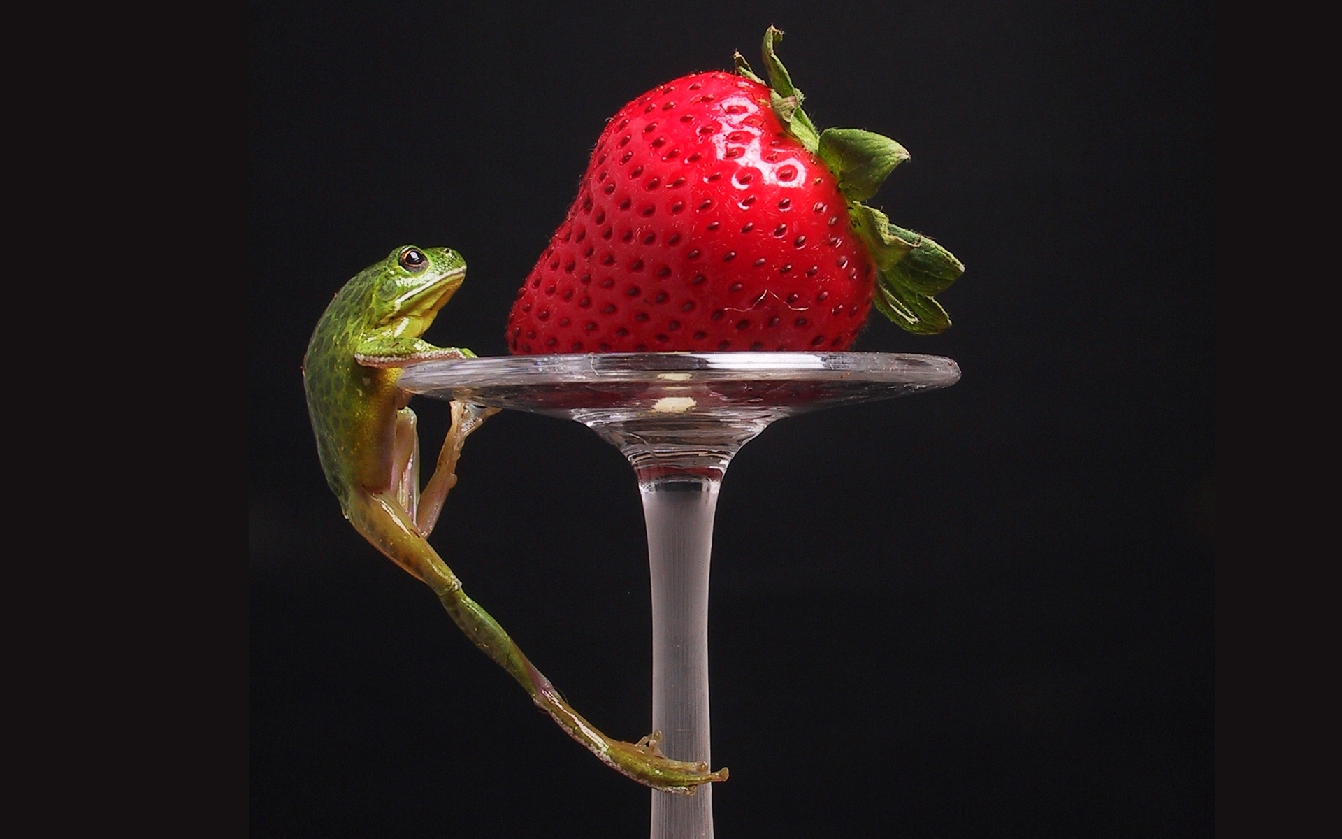 fruits, animals, food, strawberry, frogs, berries, black HD wallpaper