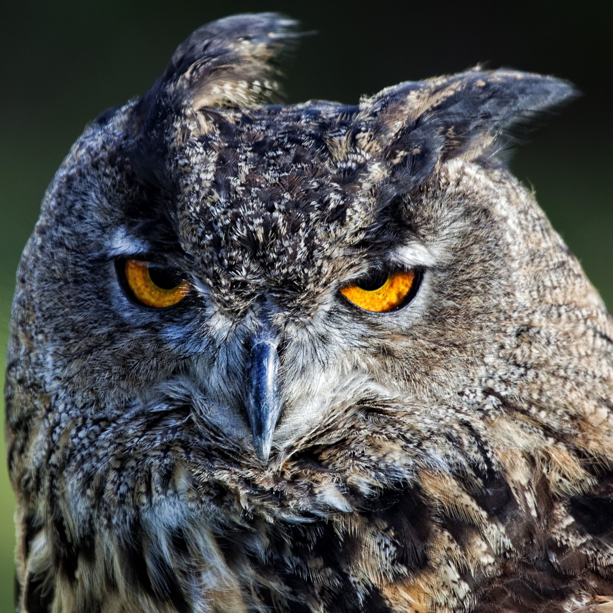 Baixar papel de parede para celular de Animais, Aves, Coruja gratuito.