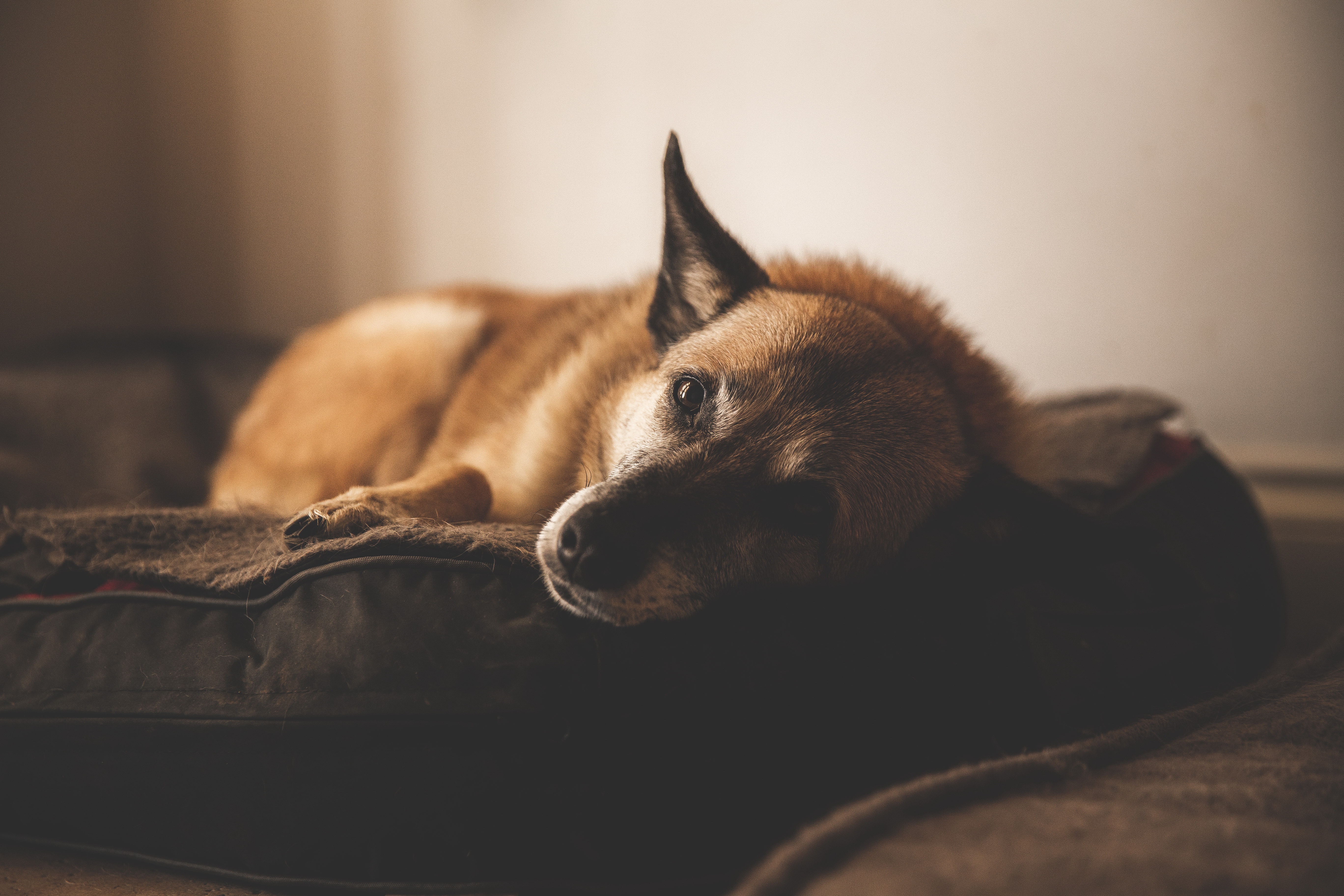 無料モバイル壁紙動物, 犬をダウンロードします。