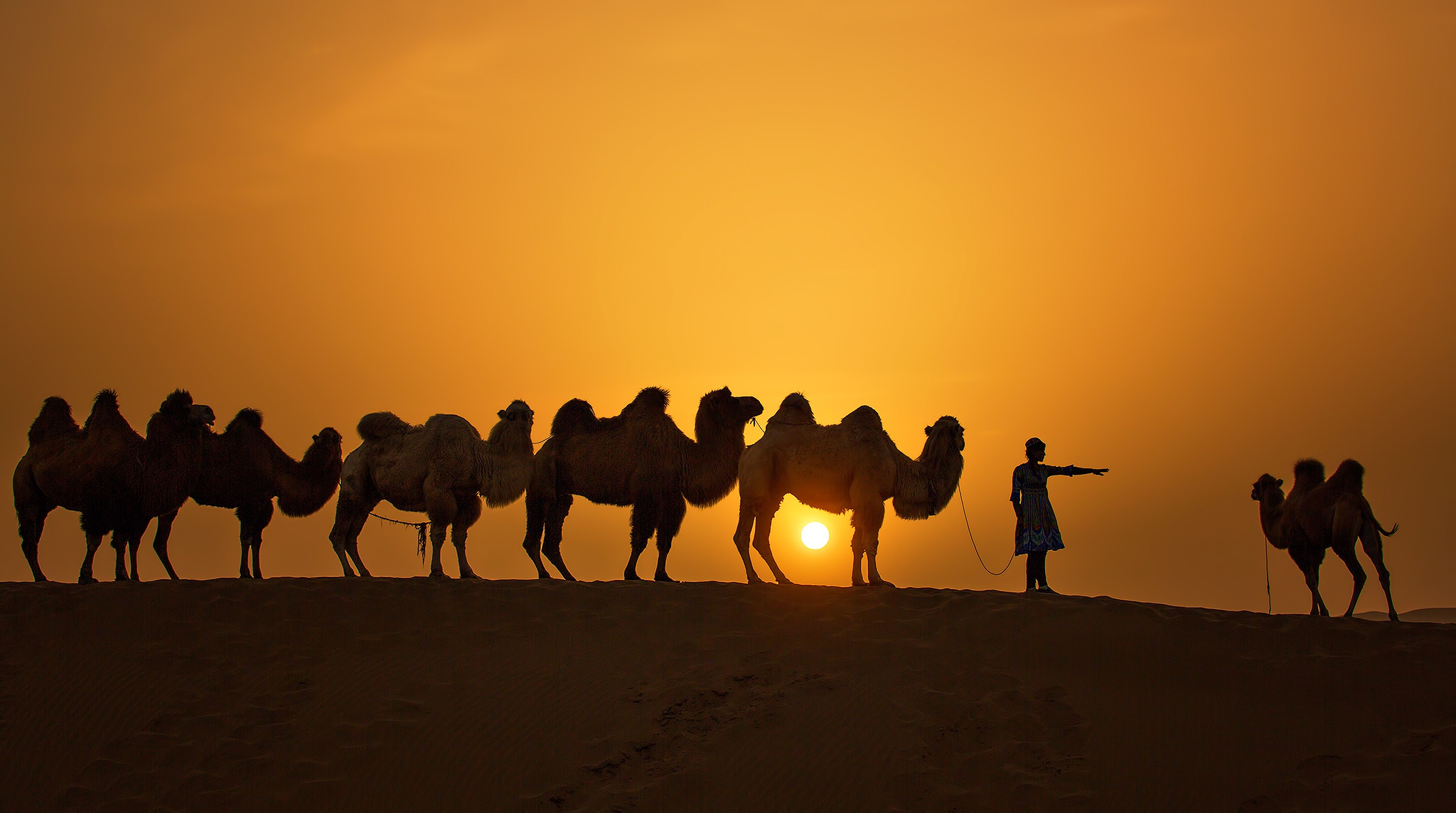 camel, photography, caravan, silhouette, sun, sunset
