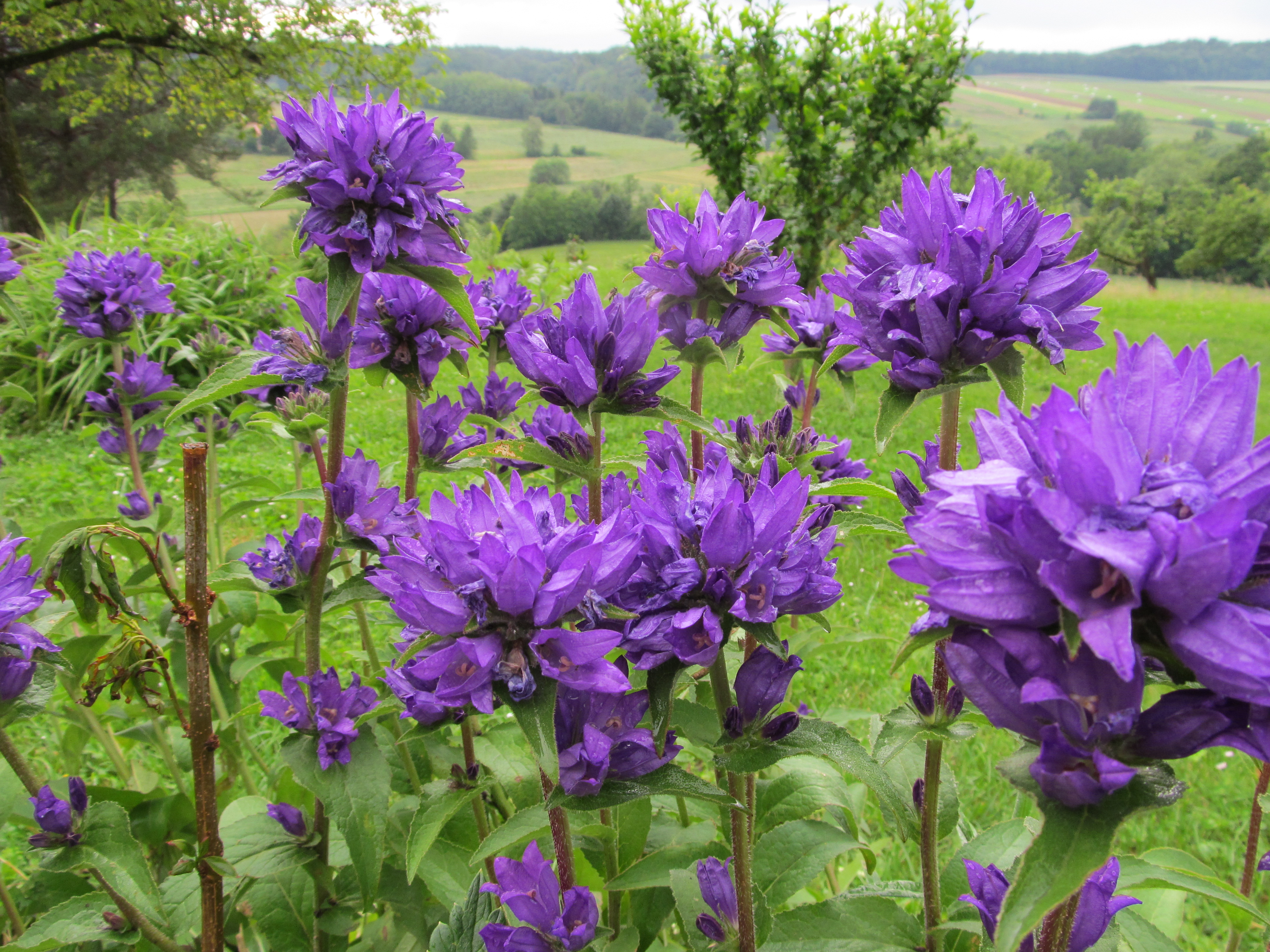 Handy-Wallpaper Blumen, Blume, Erde/natur kostenlos herunterladen.