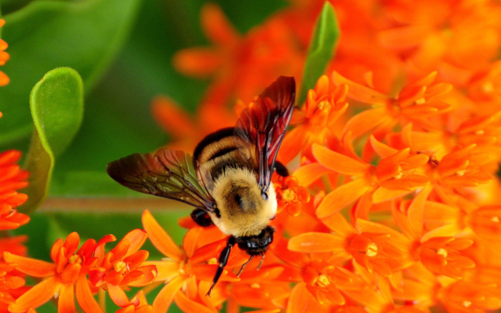 Скачать обои бесплатно Опыление, Цветок, Пчела, Макро картинка на рабочий стол ПК