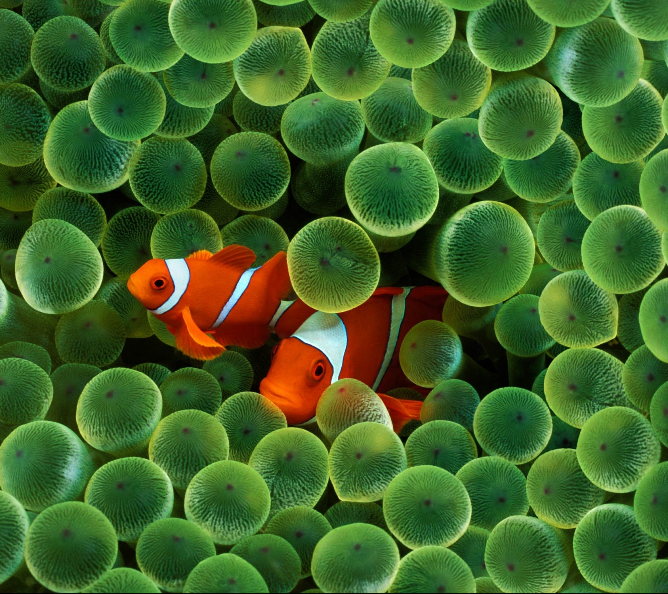 Download mobile wallpaper Fishes, Animal, Fish, Clownfish for free.