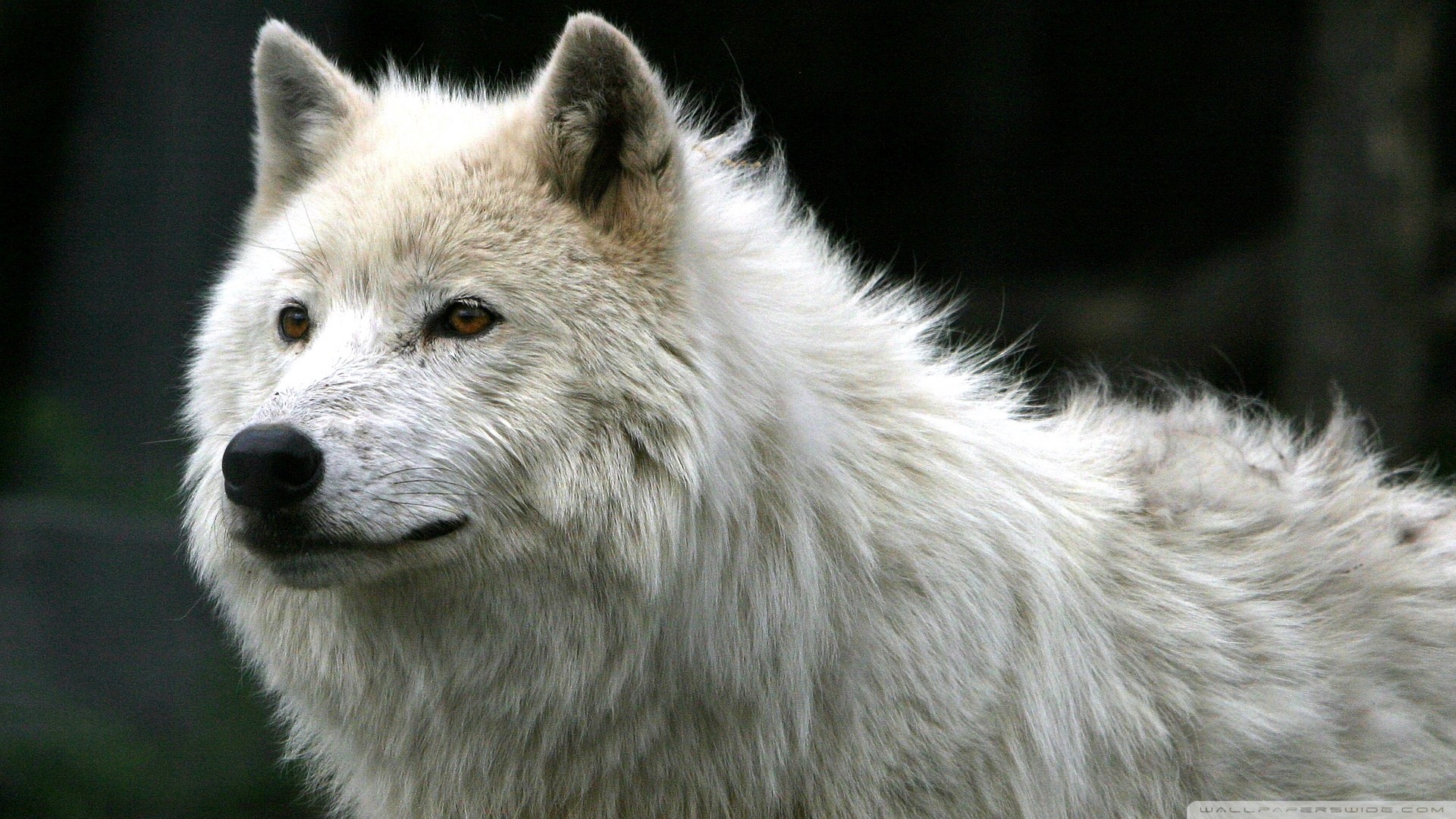 Free download wallpaper Wolf, Animal on your PC desktop