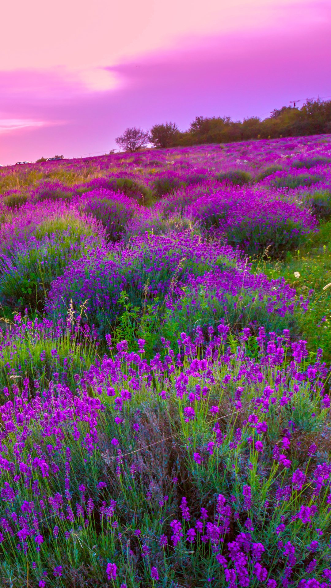 Download mobile wallpaper Nature, Flowers, Sunset, Flower, Earth, Field, Purple, Lavender for free.