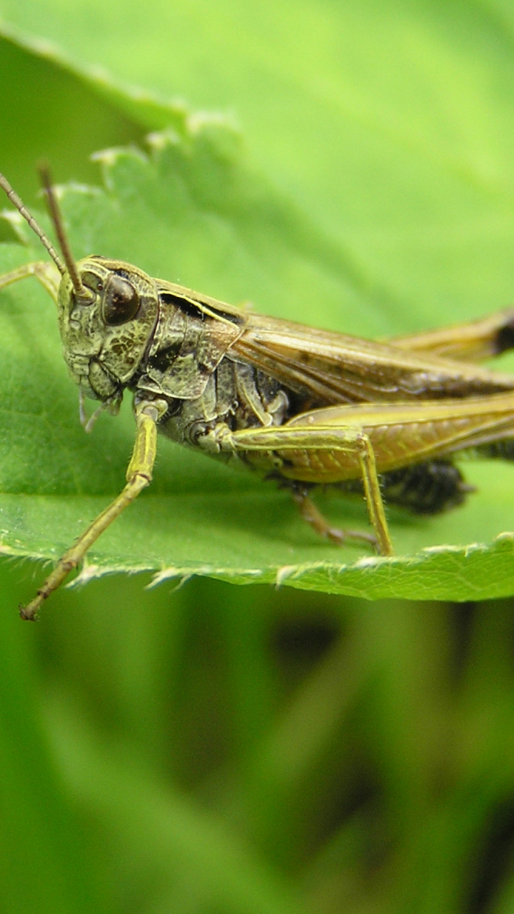 Download mobile wallpaper Animal, Grasshopper for free.