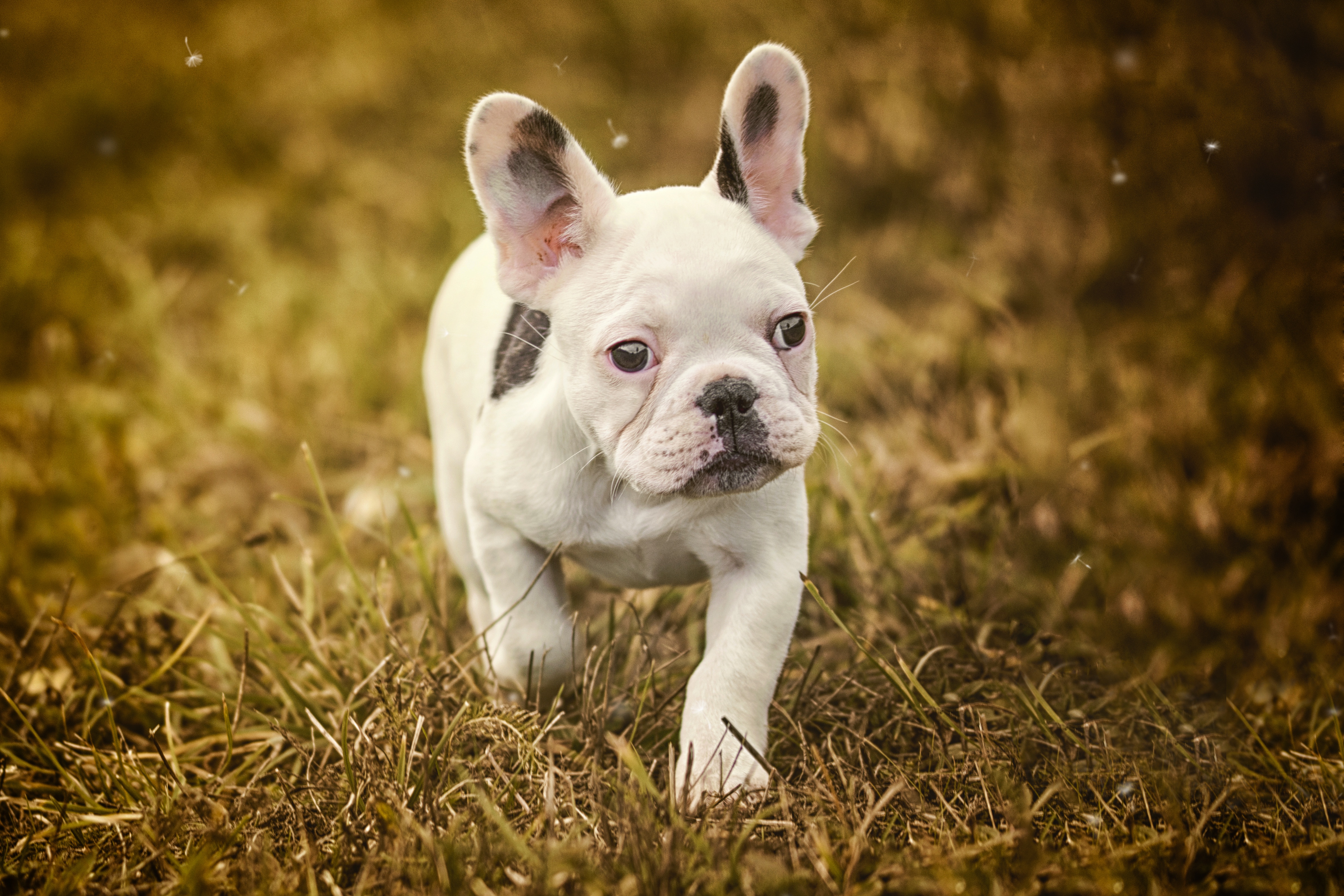 Descarga gratis la imagen Animales, Perros, Perro, Bulldog Francés en el escritorio de tu PC
