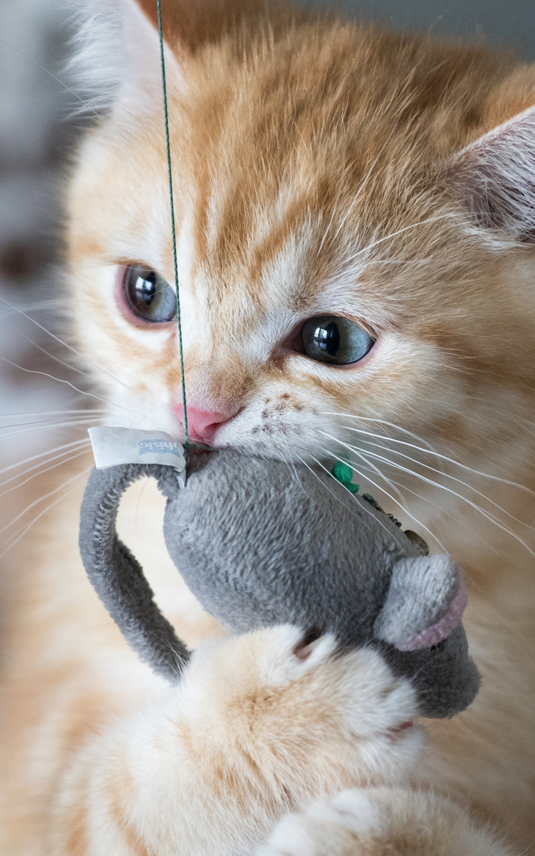 Baixe gratuitamente a imagem Animais, Gatos, Gato, Gatinho, Animal Bebê na área de trabalho do seu PC