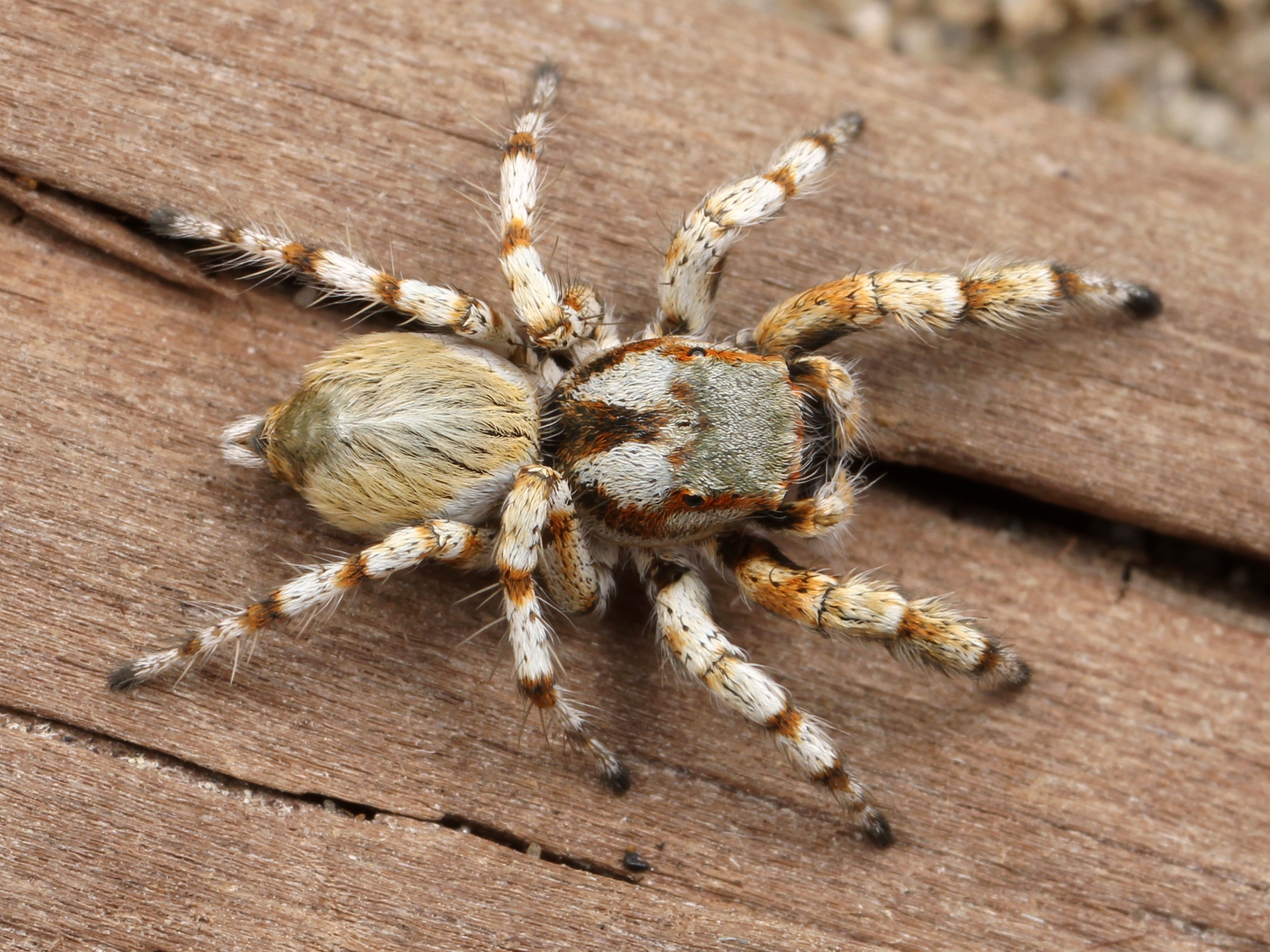 373741 baixar imagens animais, aranha saltadora, aracnídeo, aranha - papéis de parede e protetores de tela gratuitamente