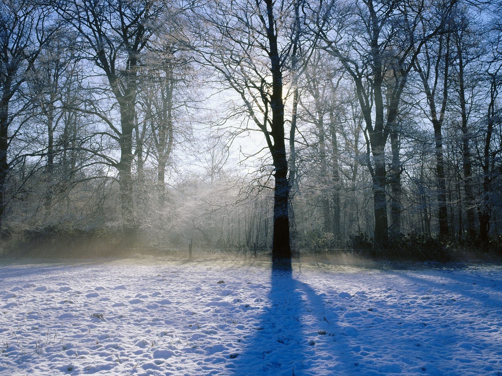 Baixe gratuitamente a imagem Neve, Madeira, O Parque, Árvore, Sombra, Luz Solar, Natureza, Parque na área de trabalho do seu PC