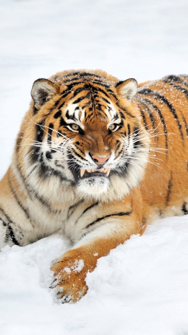Descarga gratuita de fondo de pantalla para móvil de Animales, Gatos, Nieve, Tigre.