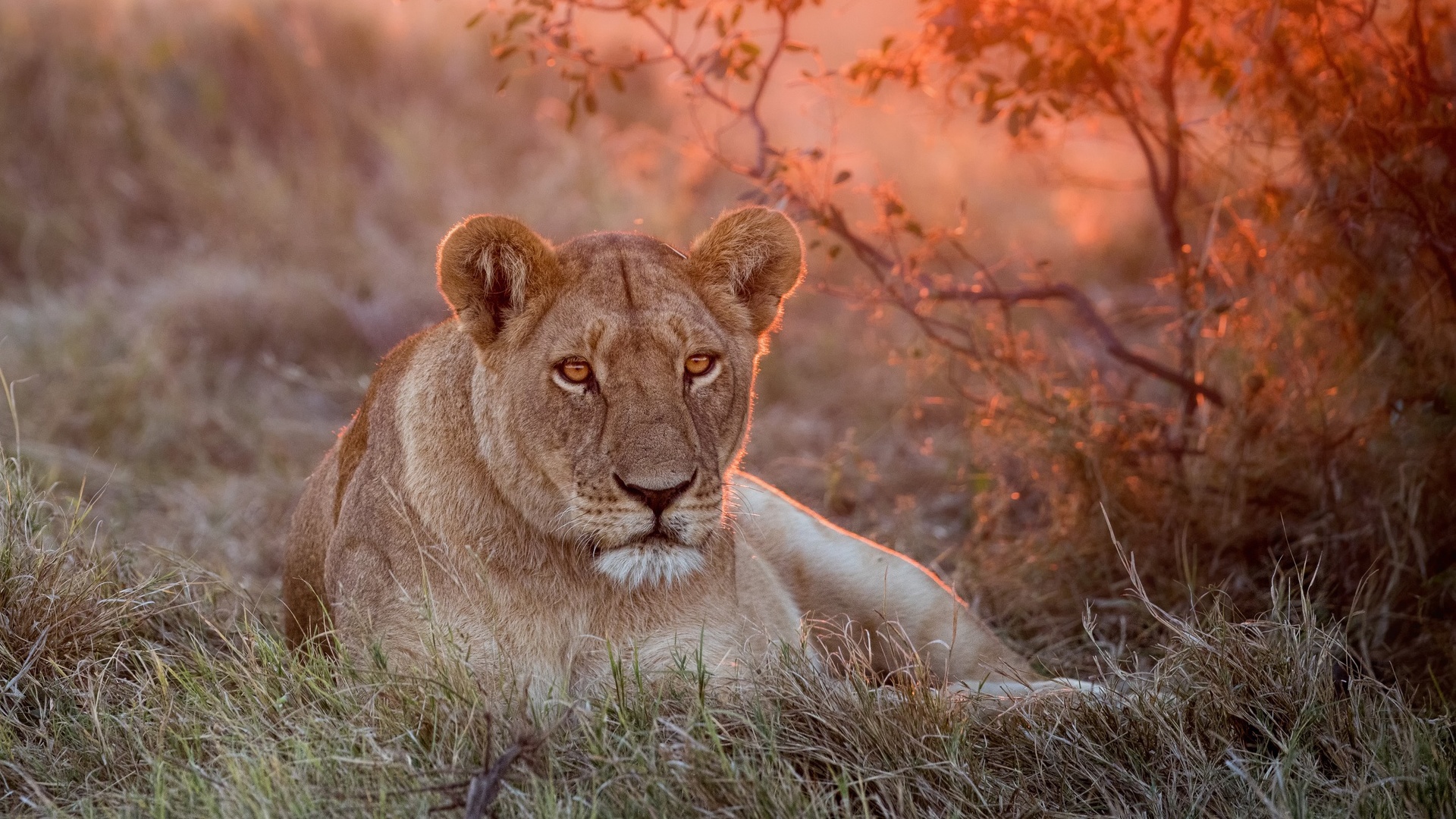 Téléchargez gratuitement l'image Lion, Chats, Animaux sur le bureau de votre PC