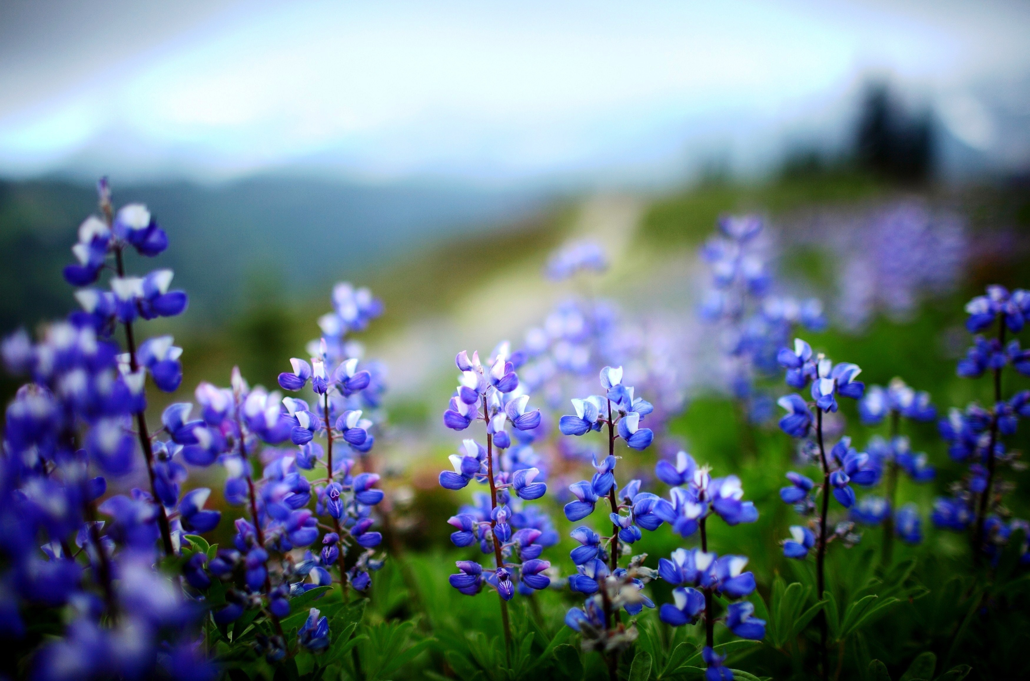 Descarga gratuita de fondo de pantalla para móvil de Flores, Flor, Tierra/naturaleza.