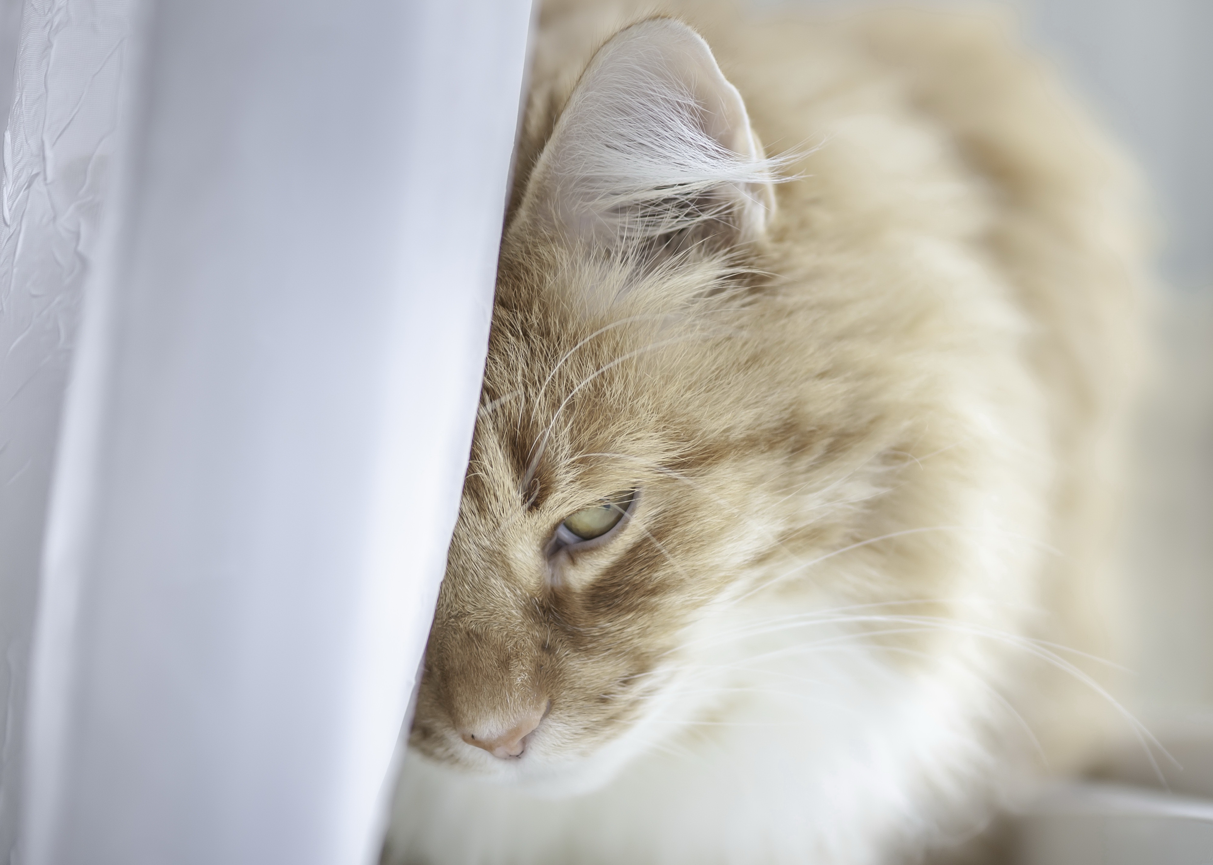 Téléchargez gratuitement l'image Animaux, Chats, Chat sur le bureau de votre PC