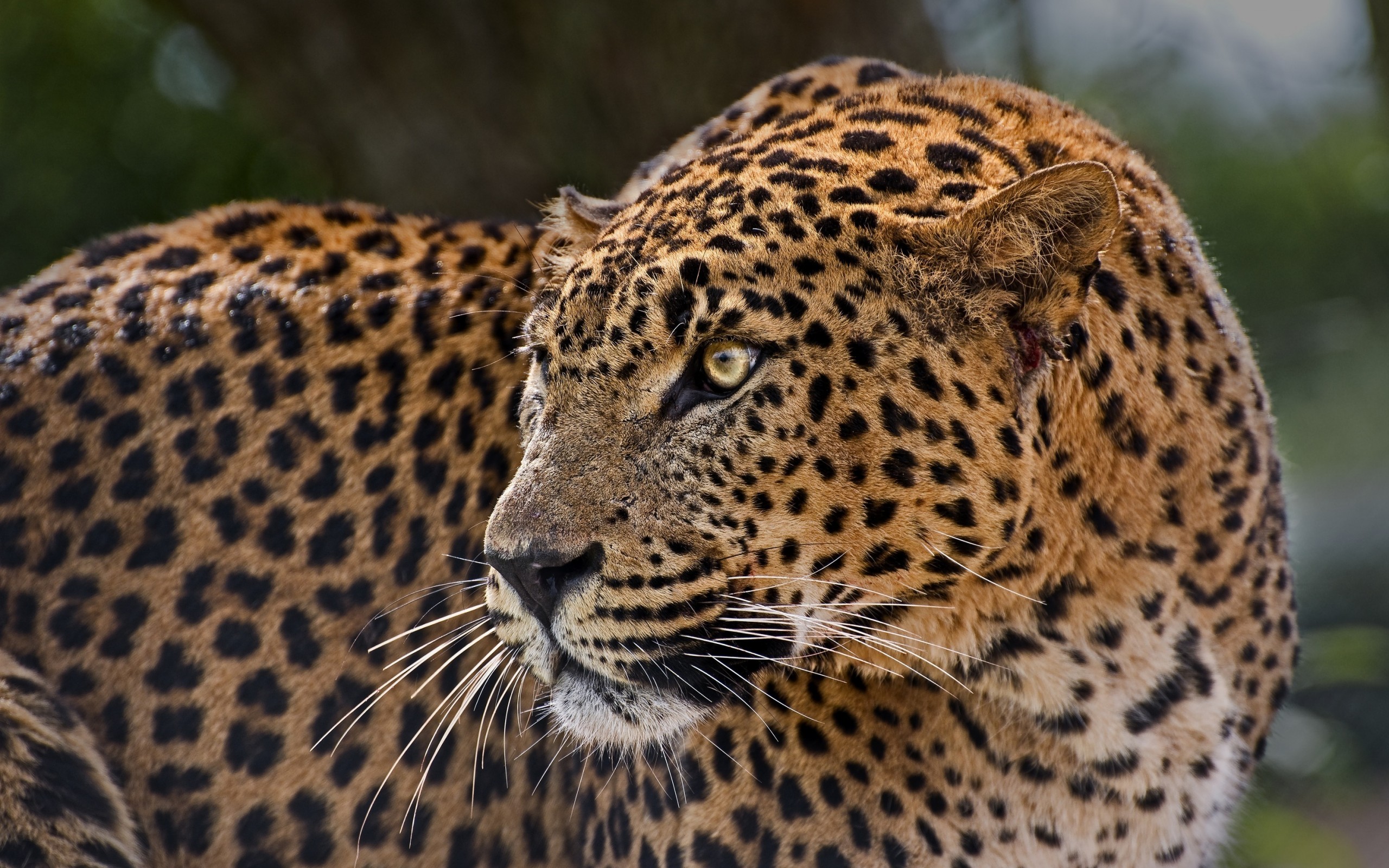 Free download wallpaper Cats, Leopard, Animal on your PC desktop