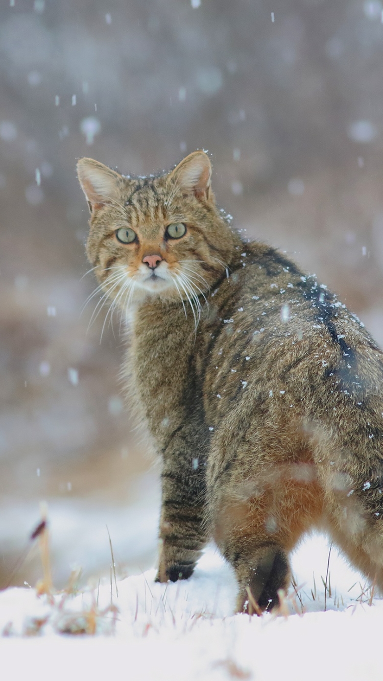 Download mobile wallpaper Winter, Cats, Cat, Animal, Snowfall for free.