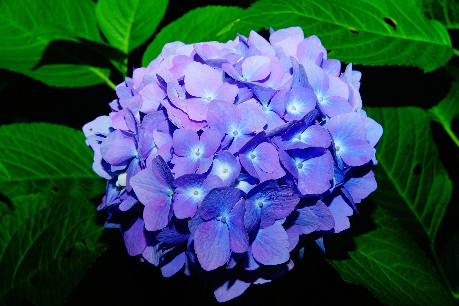 Download mobile wallpaper Flowers, Flower, Leaf, Earth, Hydrangea, Purple Flower for free.