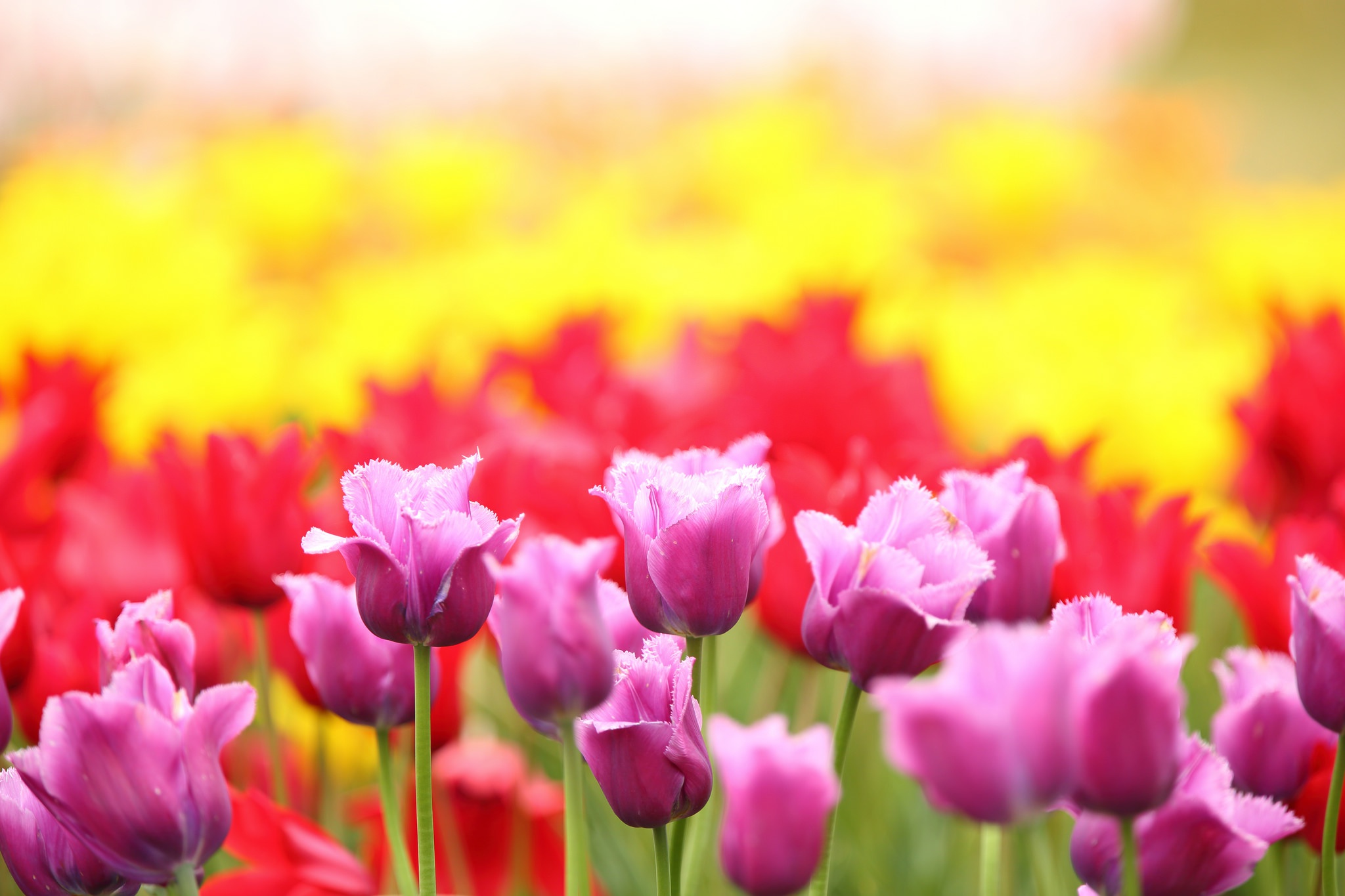 Download mobile wallpaper Nature, Flowers, Flower, Earth, Tulip, Pink Flower, Depth Of Field for free.