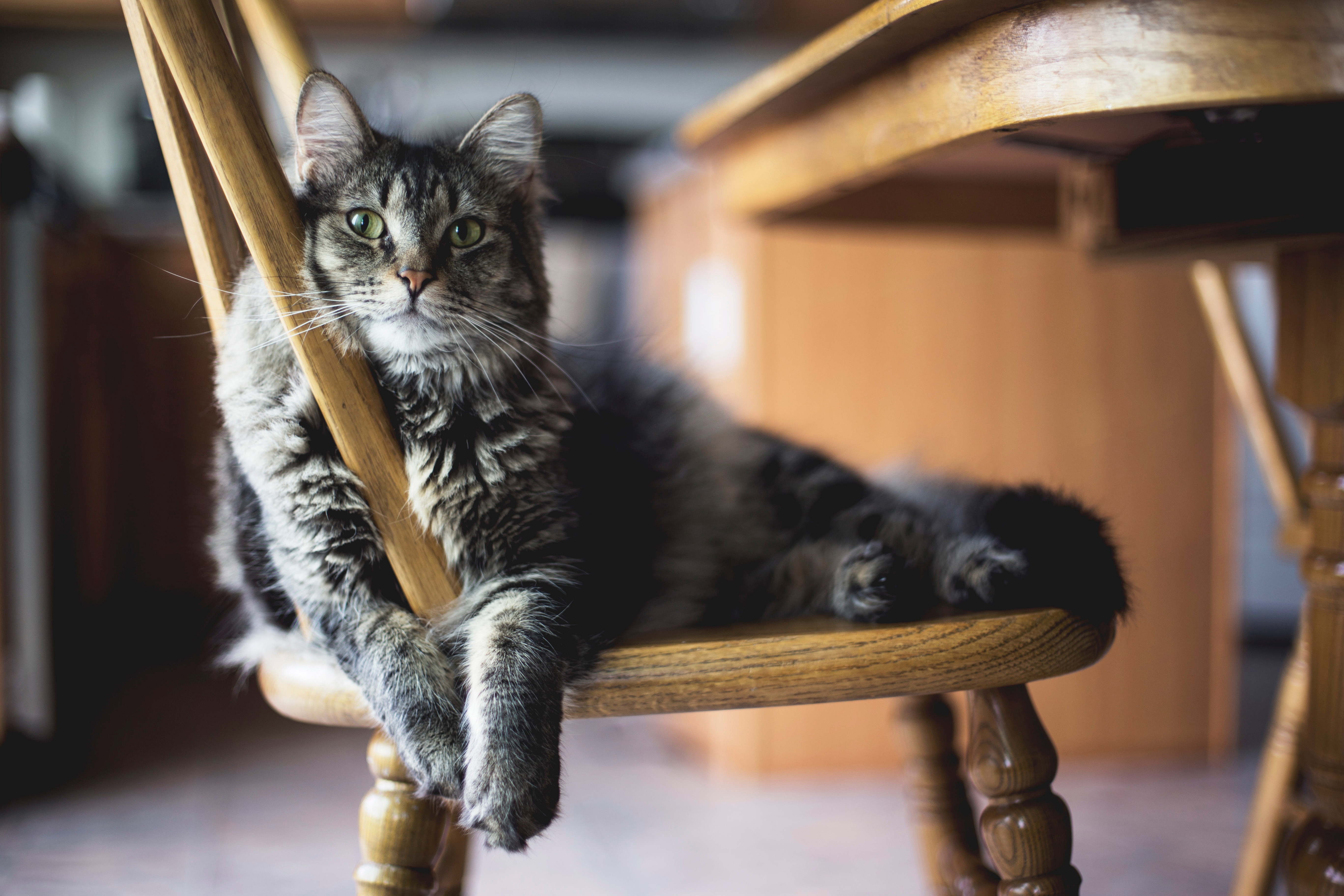 Baixe gratuitamente a imagem Animais, Gatos, Gato na área de trabalho do seu PC