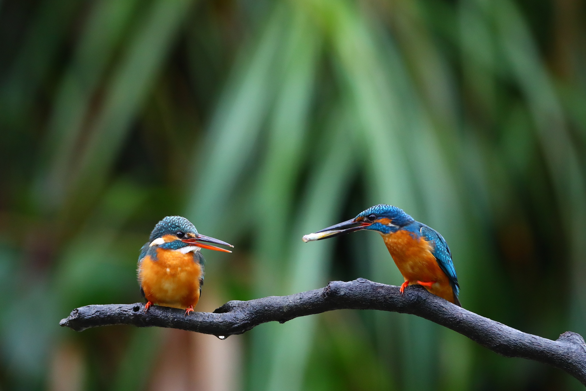 Download mobile wallpaper Birds, Bird, Animal, Kingfisher for free.