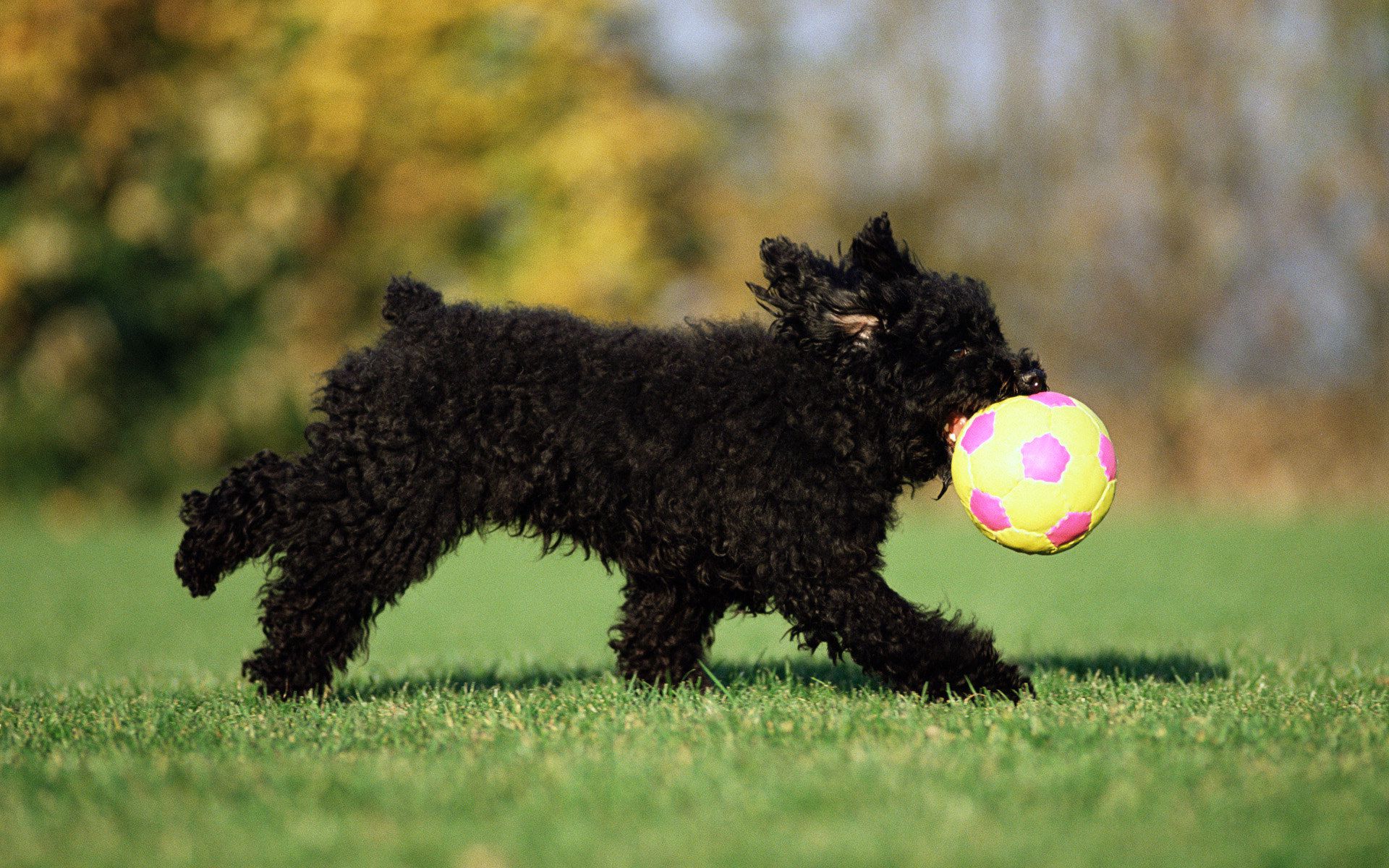 PCデスクトップに動物, 犬画像を無料でダウンロード