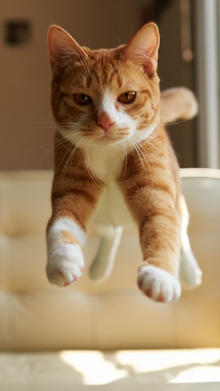 Download mobile wallpaper Cats, Cat, Kitten, Animal, Jump for free.