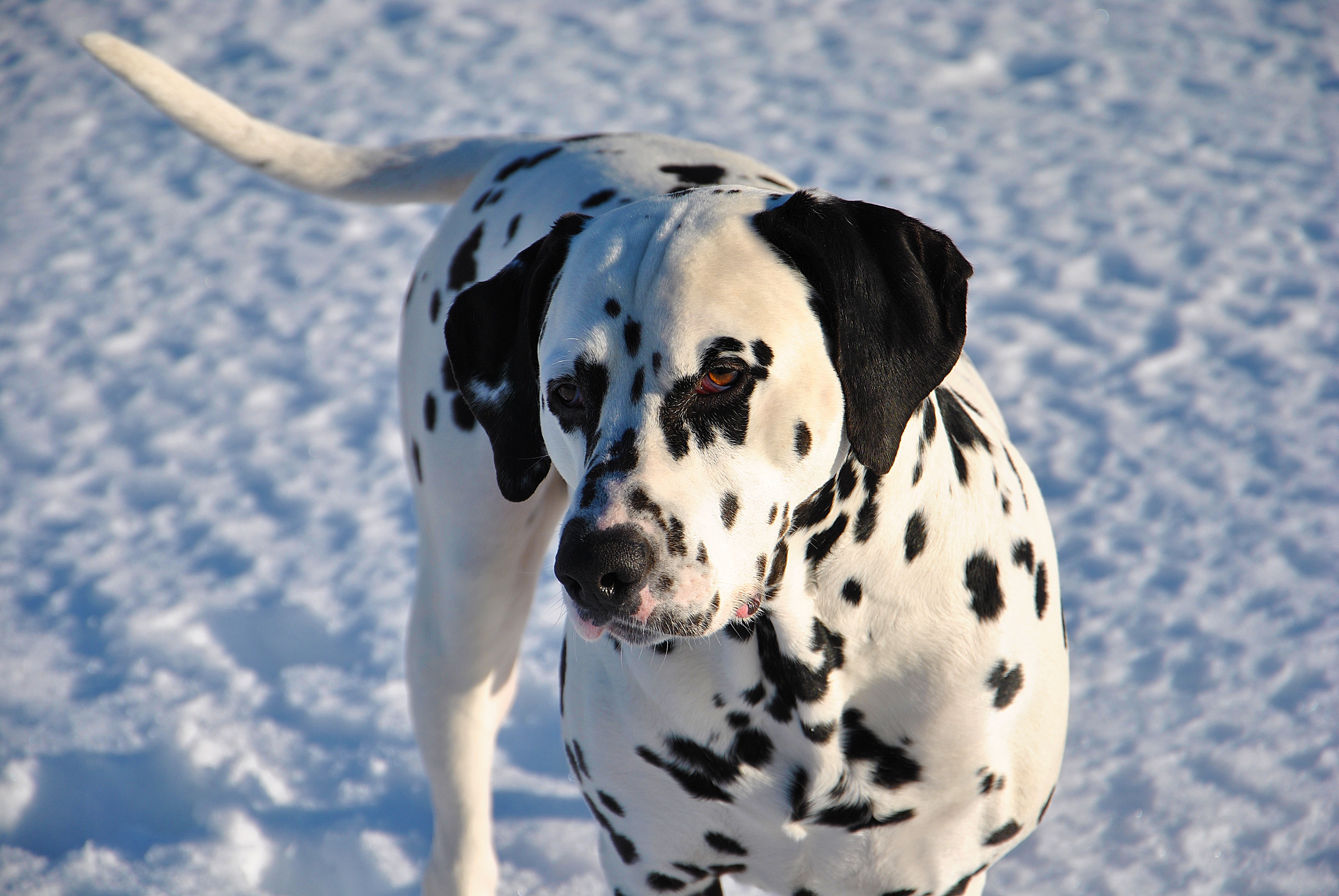 animals, snow, dog, dalmatian, dalmatians