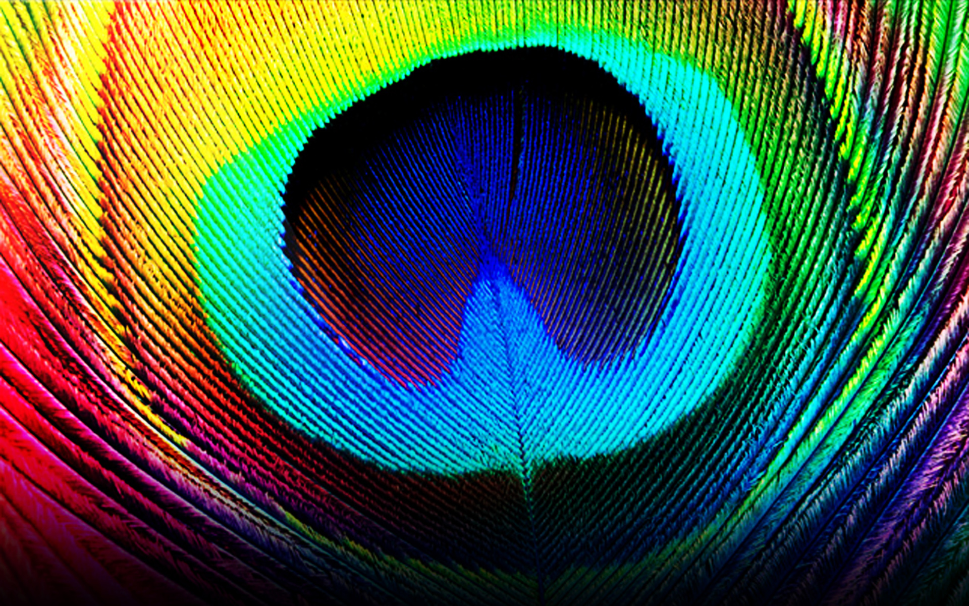Download mobile wallpaper Feather, Colorful, Photography for free.