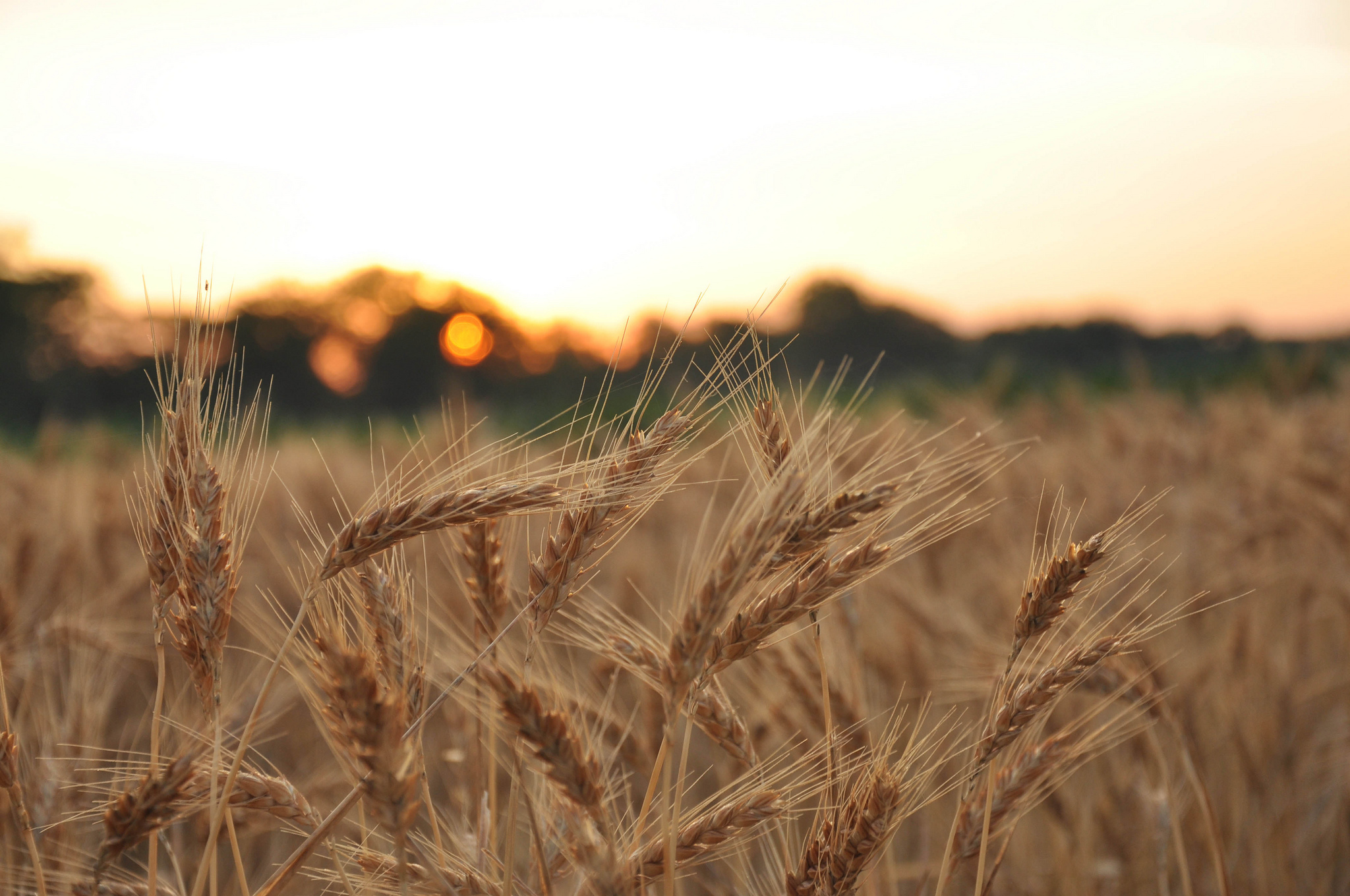 Free download wallpaper Wheat, Earth on your PC desktop