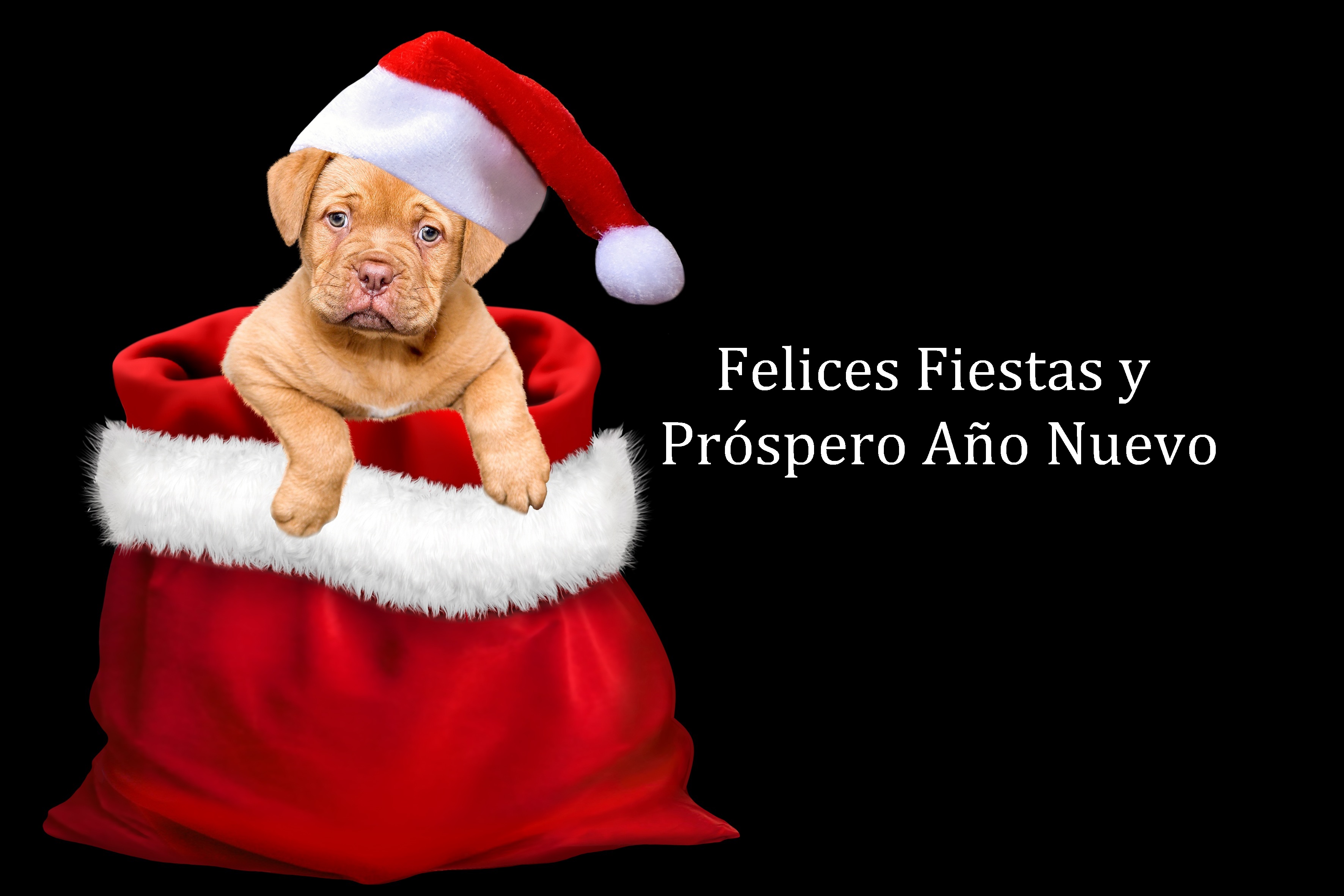 Download mobile wallpaper Dog, Christmas, Holiday, Puppy, Merry Christmas, Santa Hat, Happy New Year for free.