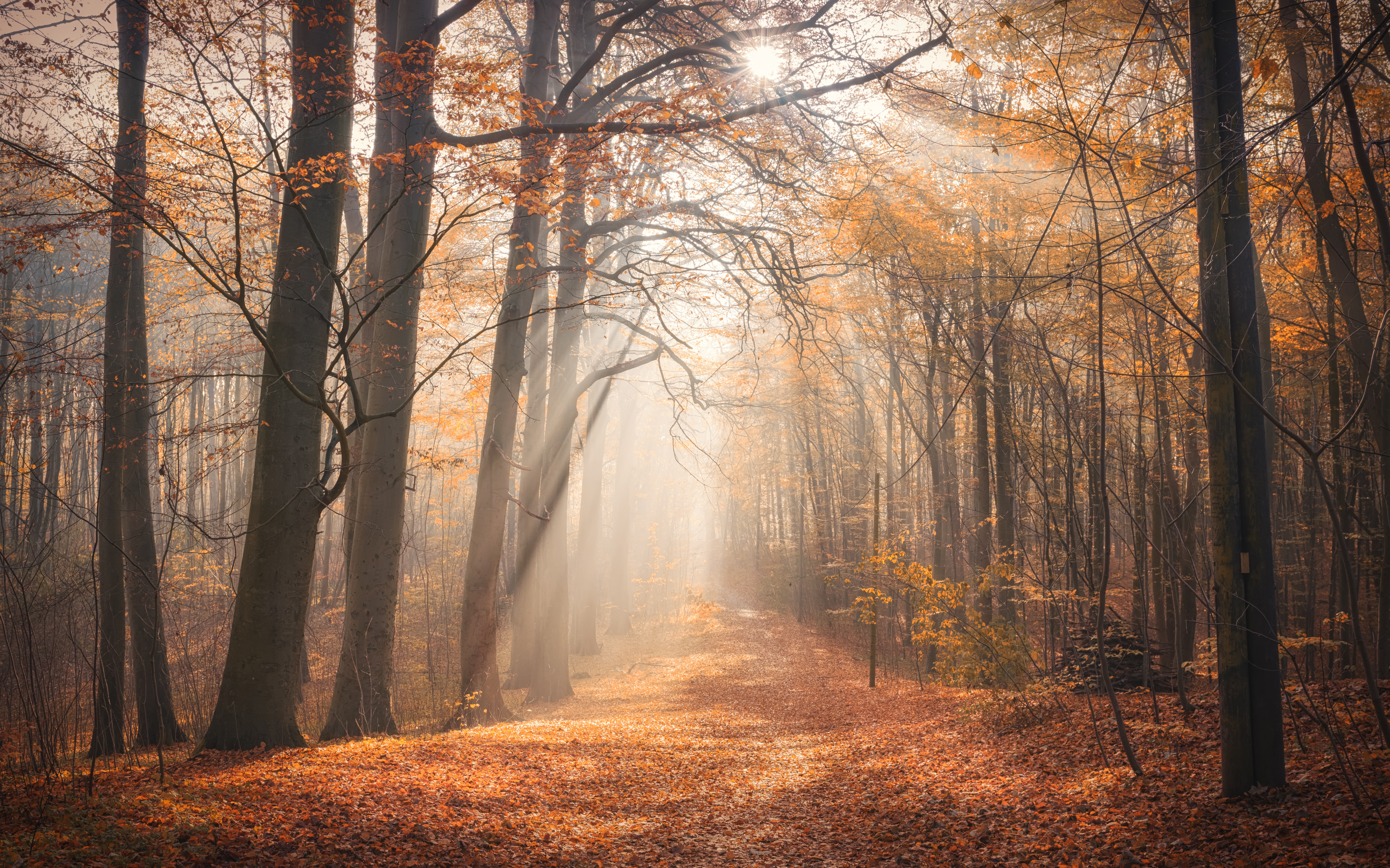 Free download wallpaper Nature, Forest, Tree, Fog, Fall, Earth, Sunbeam on your PC desktop