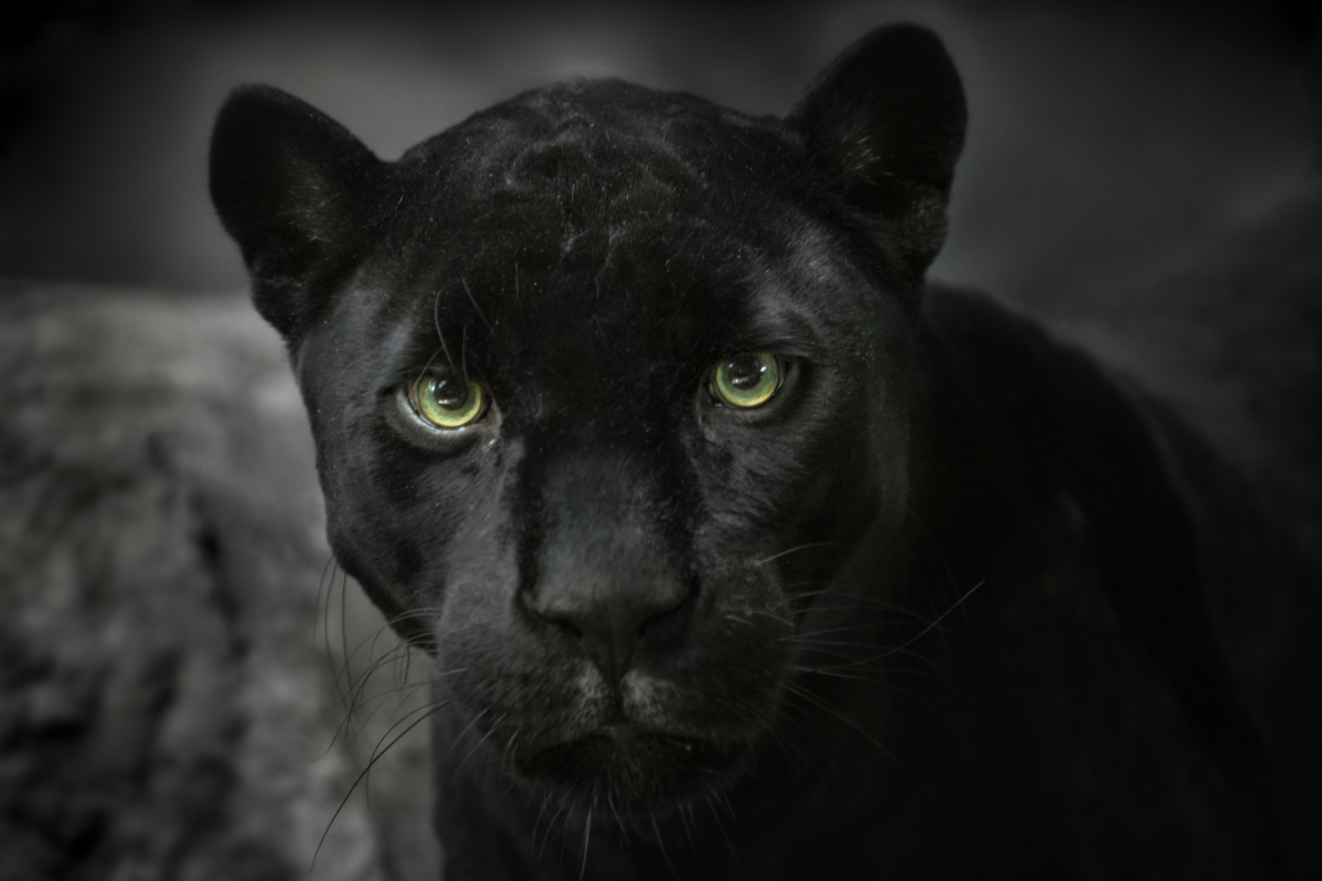 Descarga gratuita de fondo de pantalla para móvil de Animales, Gatos, Pantera Negra.