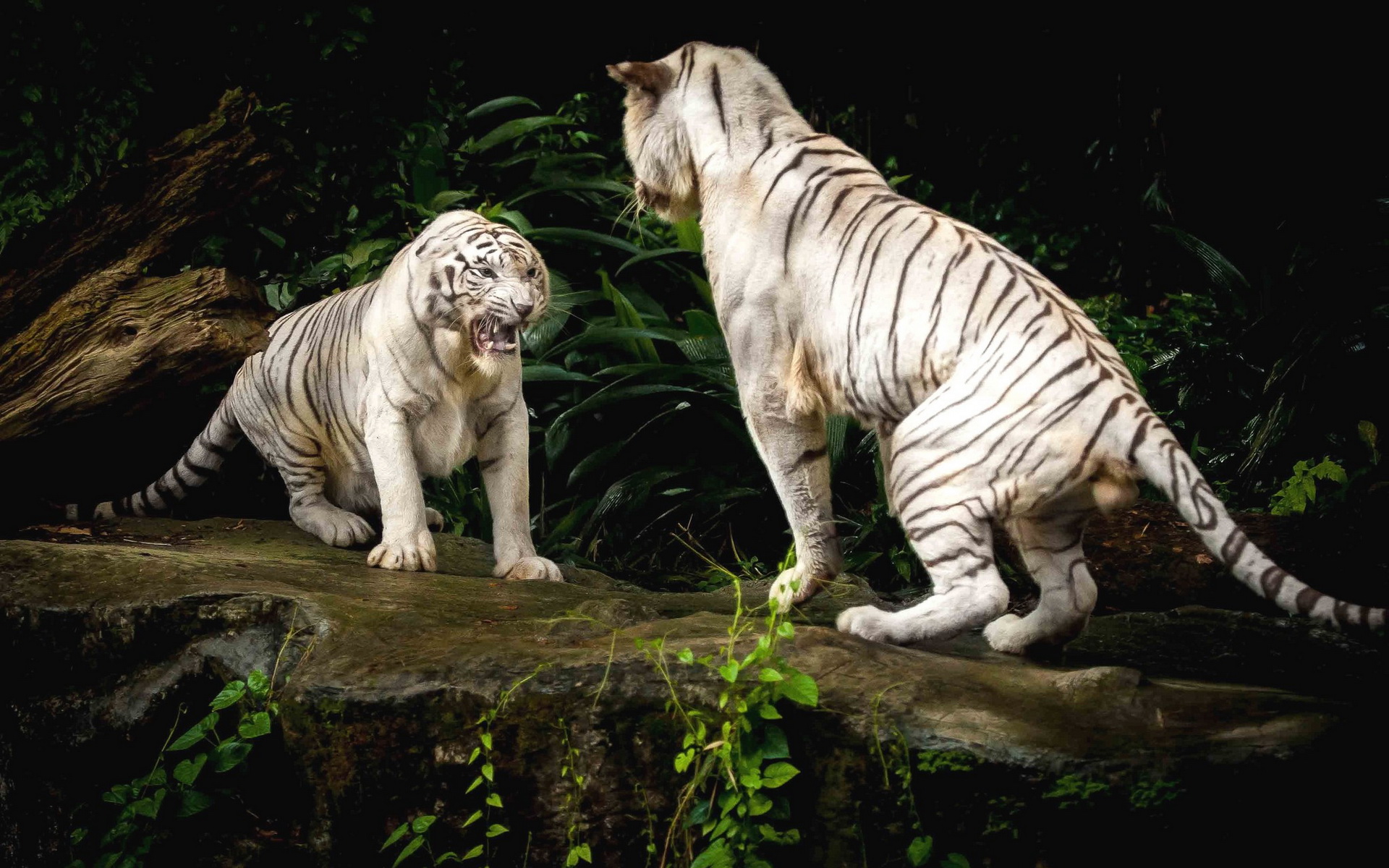 Handy-Wallpaper Weißer Tiger, Katzen, Tiere kostenlos herunterladen.