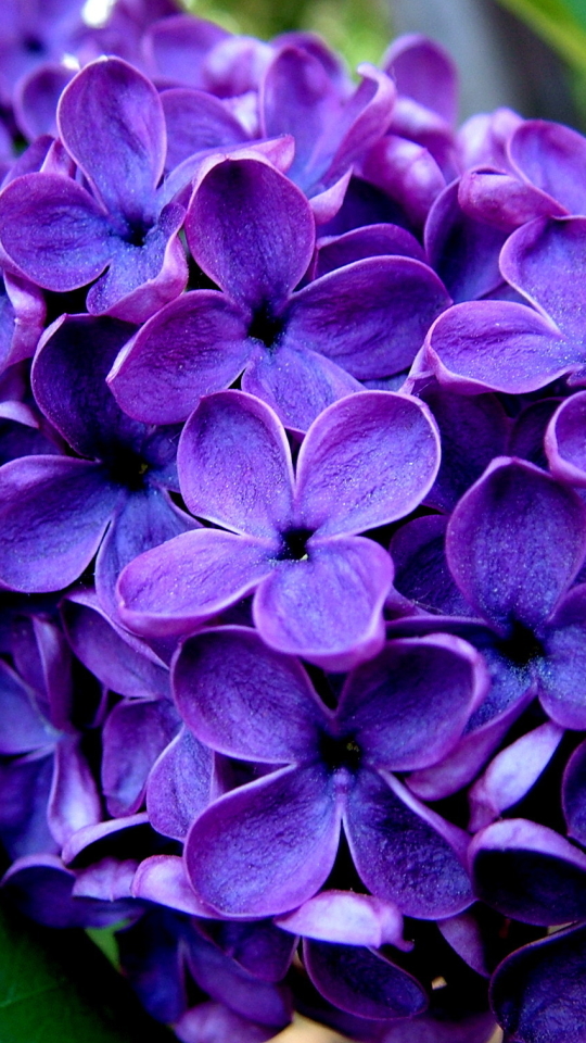 Download mobile wallpaper Flowers, Lilac, Flower, Earth for free.