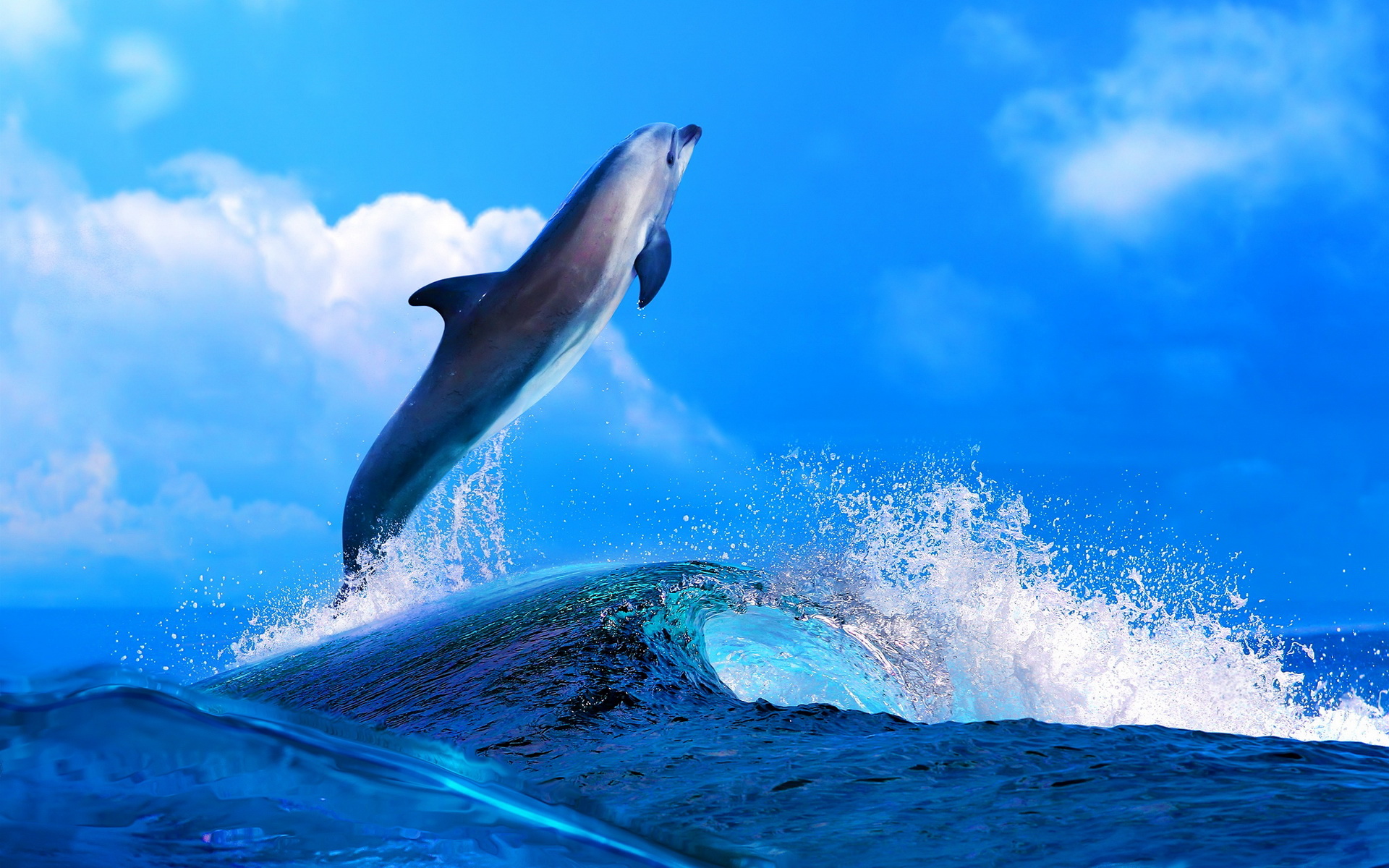 Descarga gratis la imagen Animales, Delfin en el escritorio de tu PC