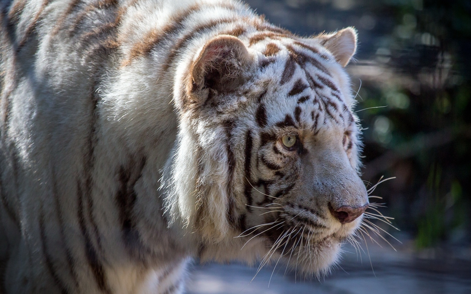 Завантажити шпалери безкоштовно Тварина, Коти, Білий Тигр картинка на робочий стіл ПК