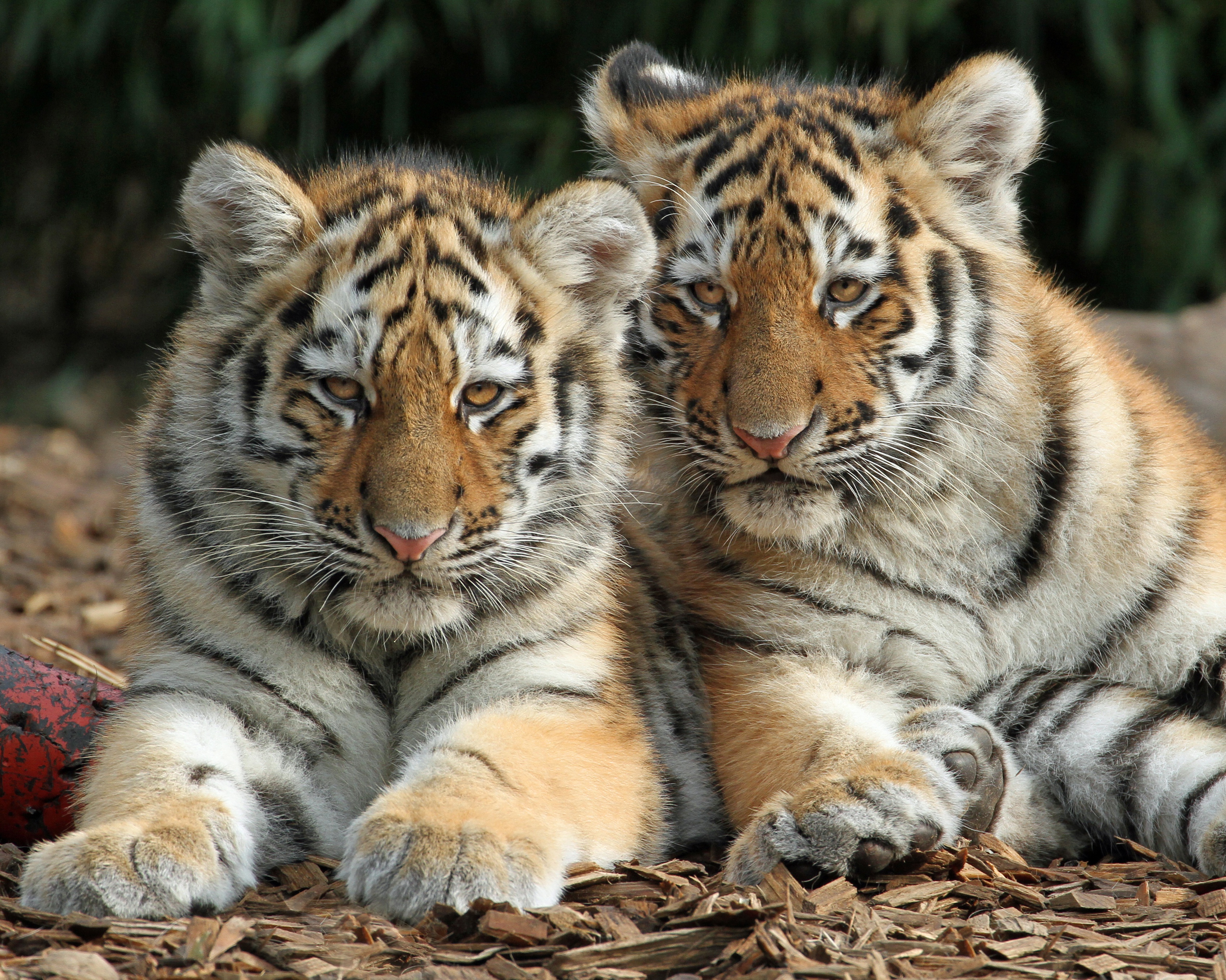 Download mobile wallpaper Cats, Tiger, Animal, Cub for free.