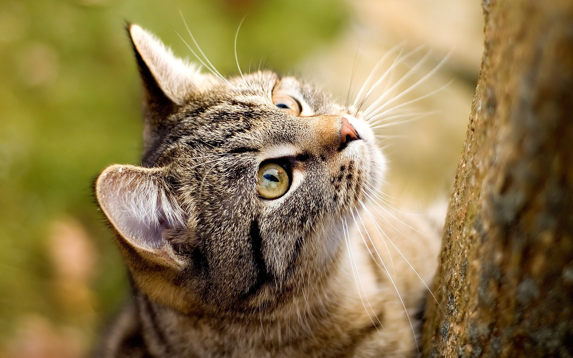 Téléchargez gratuitement l'image Animaux, Chats, Chat sur le bureau de votre PC