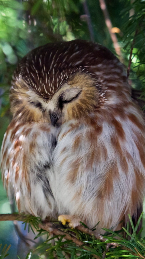 無料モバイル壁紙動物, 鳥, フクロウをダウンロードします。