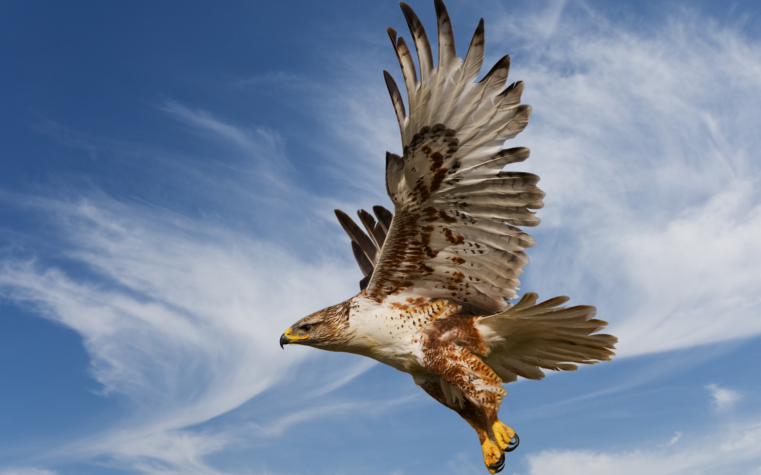 275792 descargar imagen animales, águila, aves: fondos de pantalla y protectores de pantalla gratis