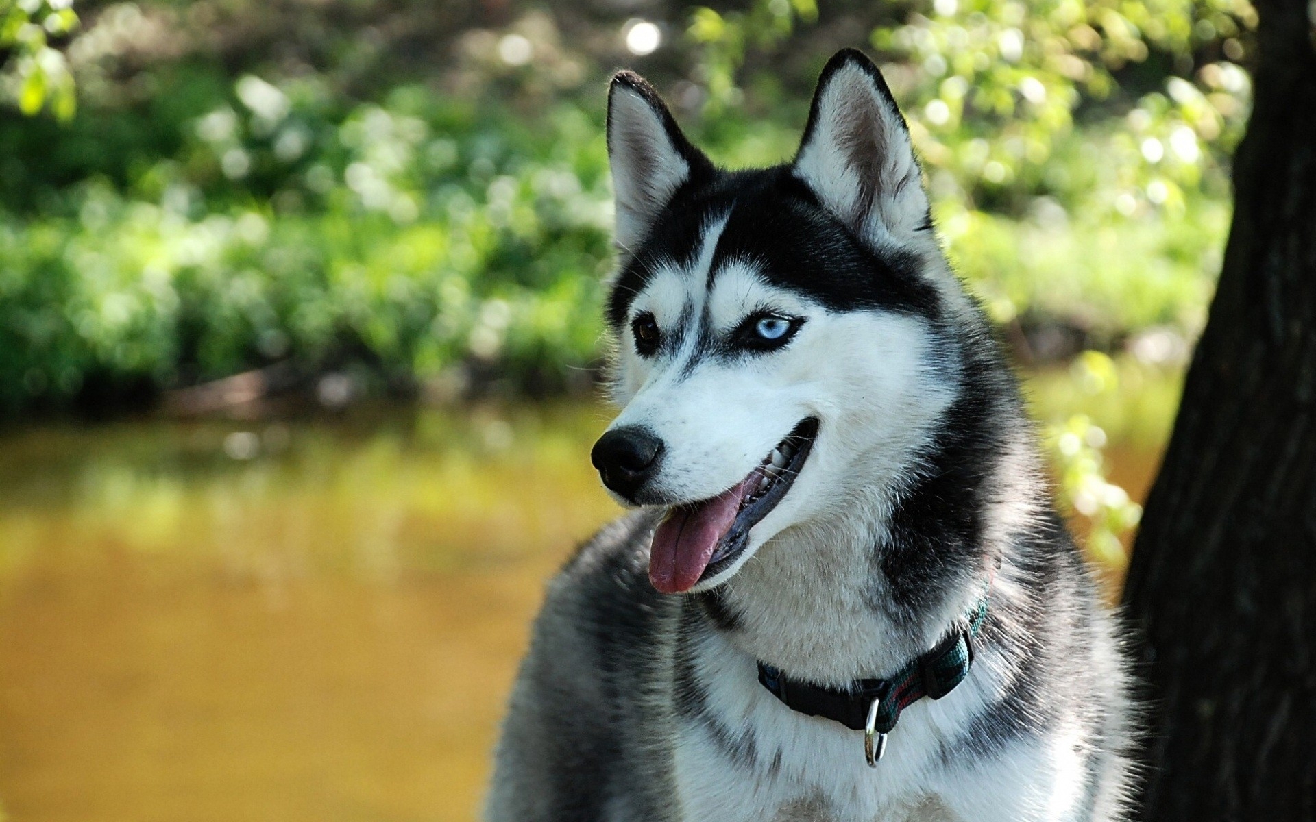 297115 descargar imagen animales, perro esquimal, perros: fondos de pantalla y protectores de pantalla gratis