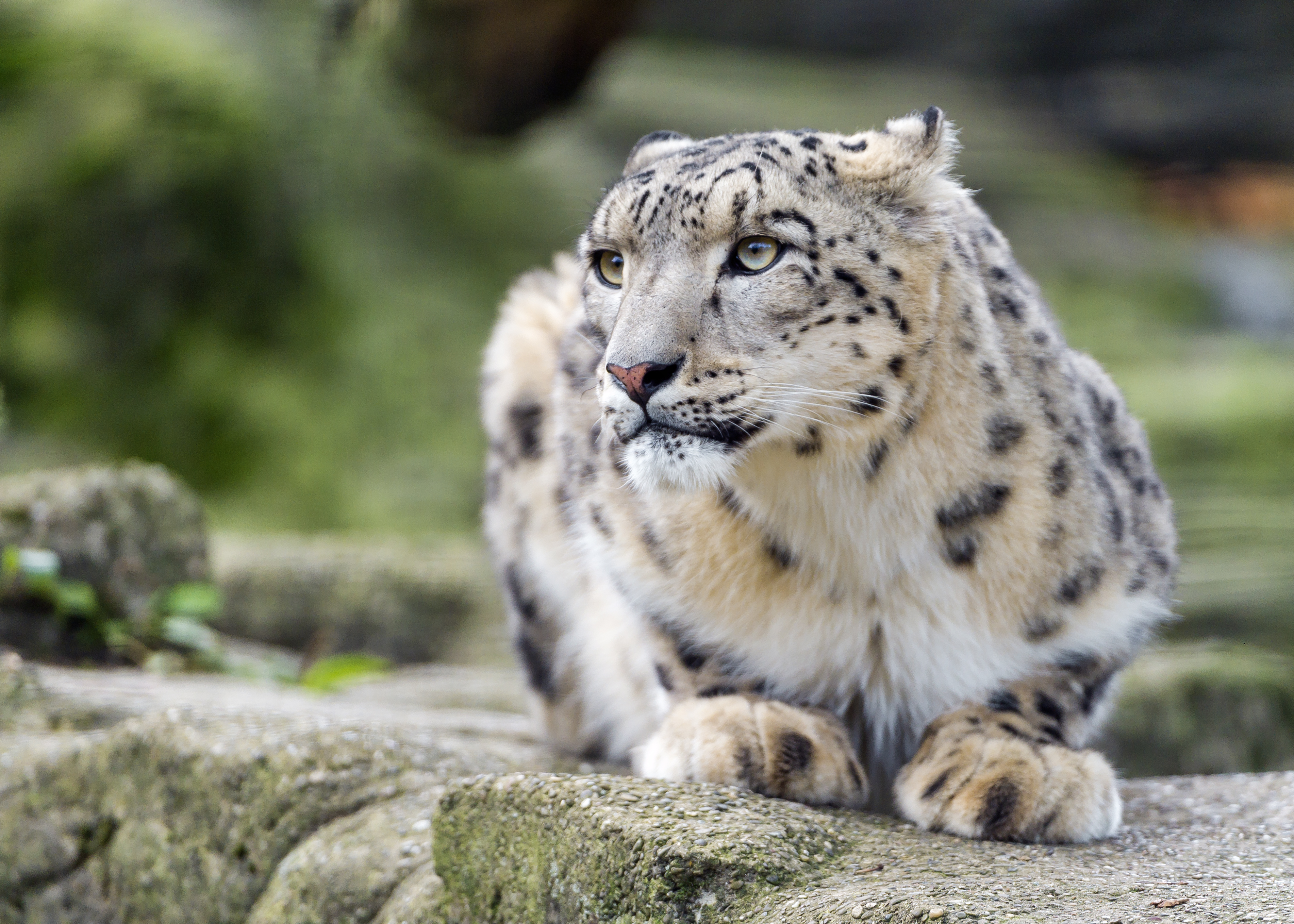 Download mobile wallpaper Snow Leopard, Bokeh, Cats, Animal for free.