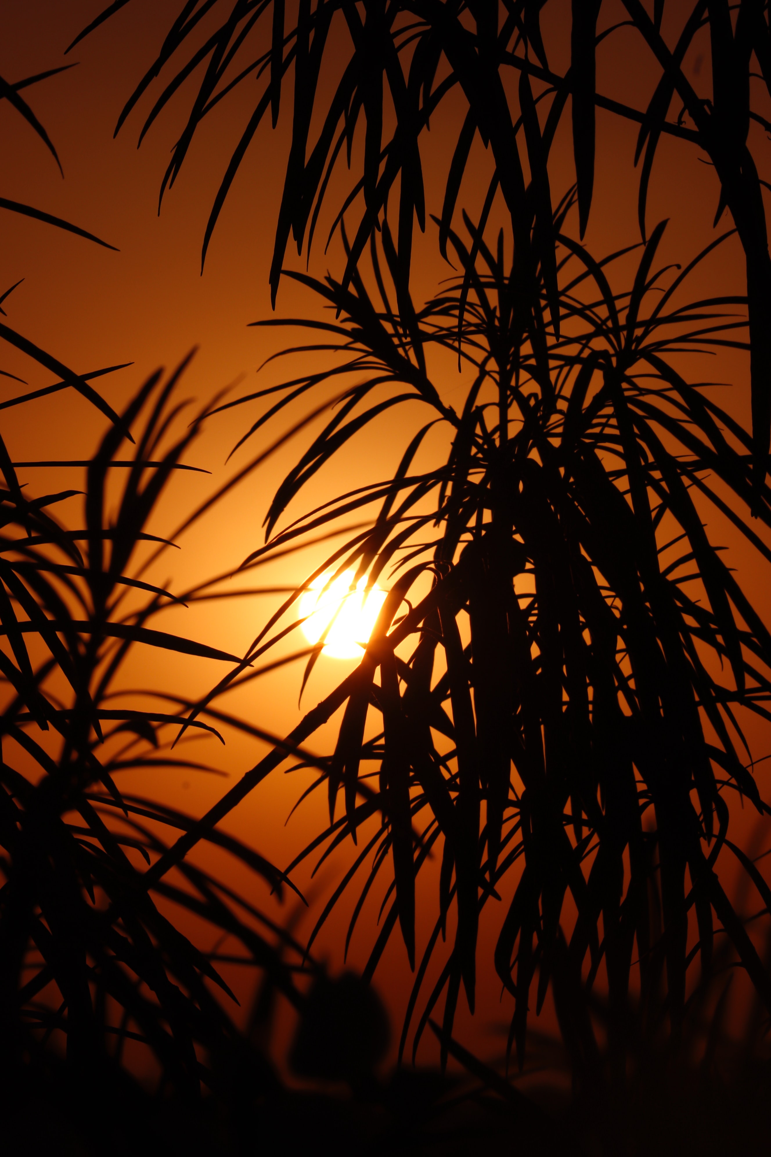 Laden Sie das Texturen, Sun, Textur, Blätter, Sunset, Palms-Bild kostenlos auf Ihren PC-Desktop herunter