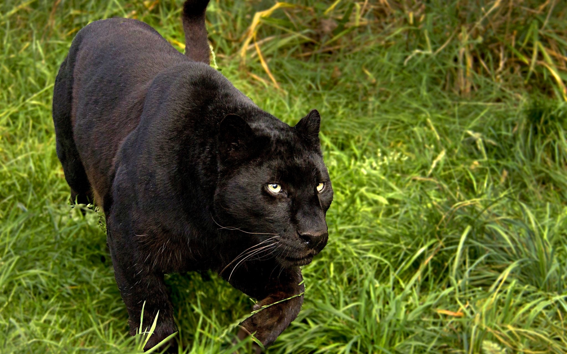 Laden Sie das Tiere, Katzen, Schwarzer Panther-Bild kostenlos auf Ihren PC-Desktop herunter