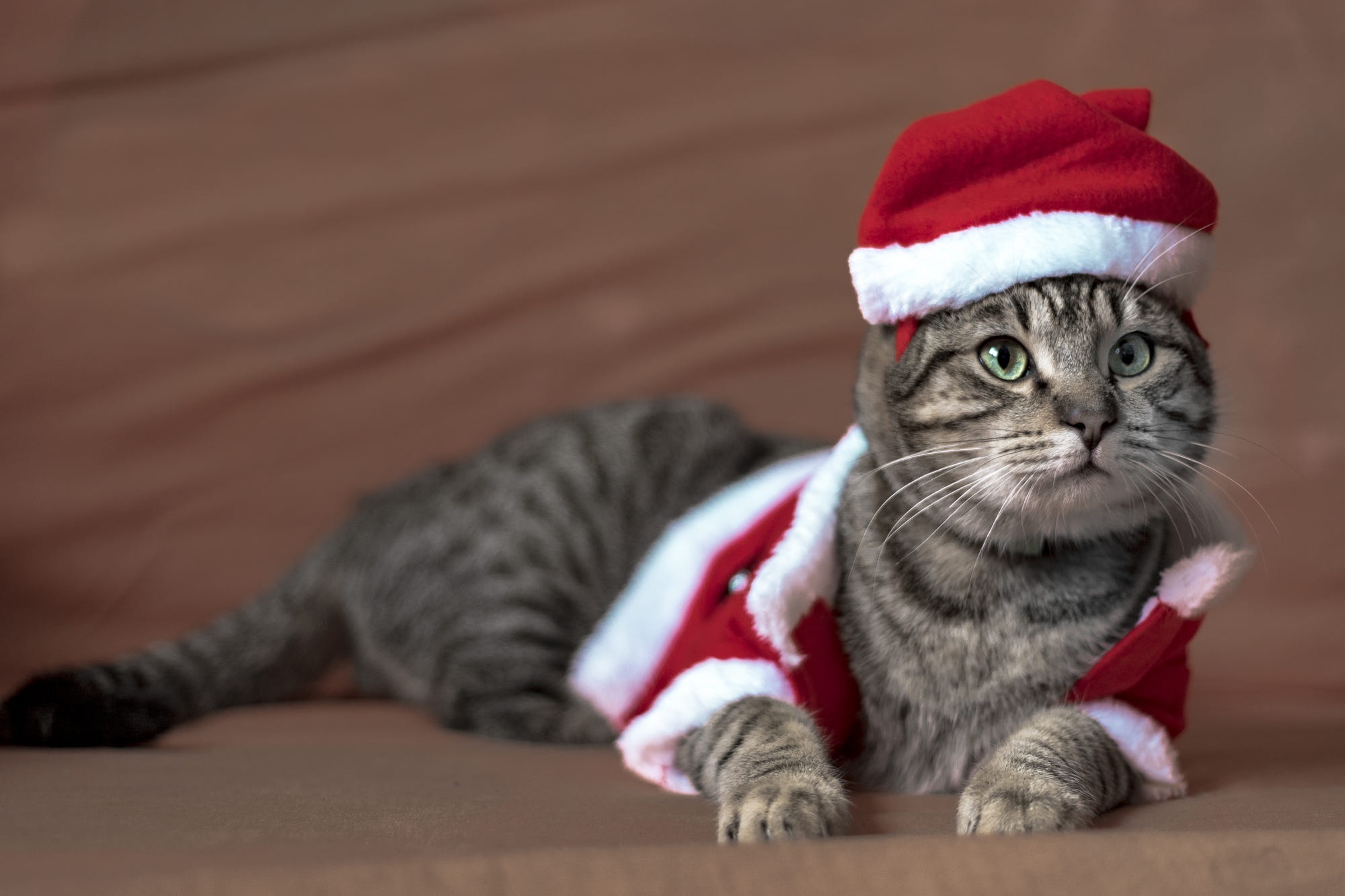 494605 скачать картинку животные, кошка, рождество, костюм, шляпа санты, кошки - обои и заставки бесплатно