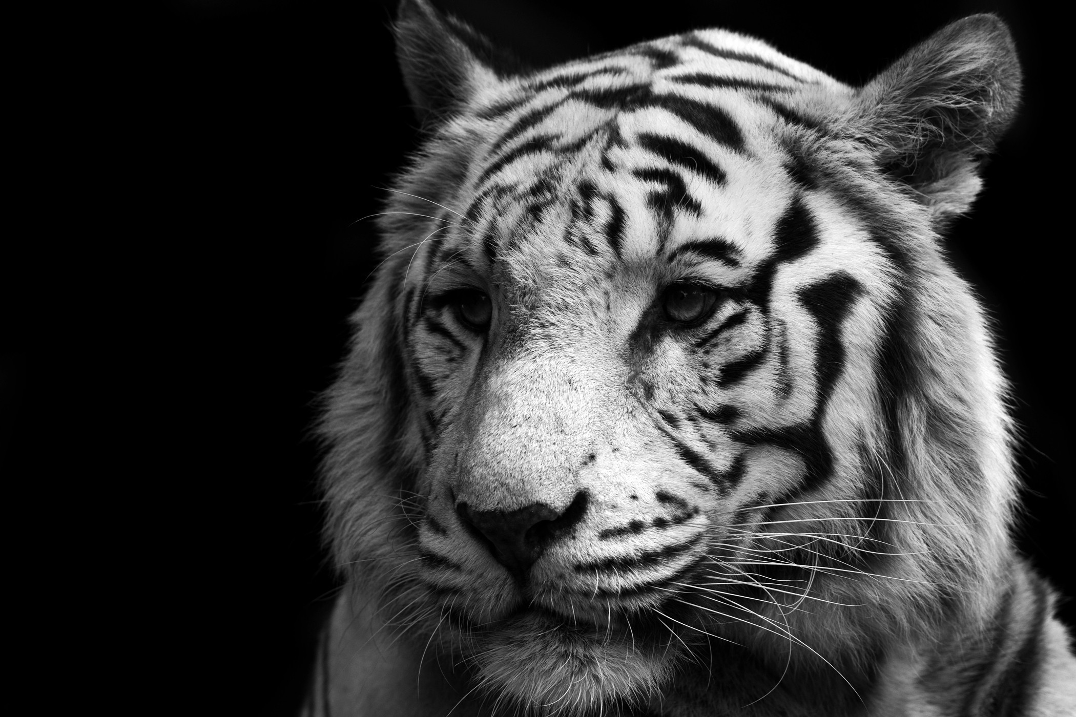 Descarga gratuita de fondo de pantalla para móvil de Tigre Blanco, Gatos, Animales, Tigre.