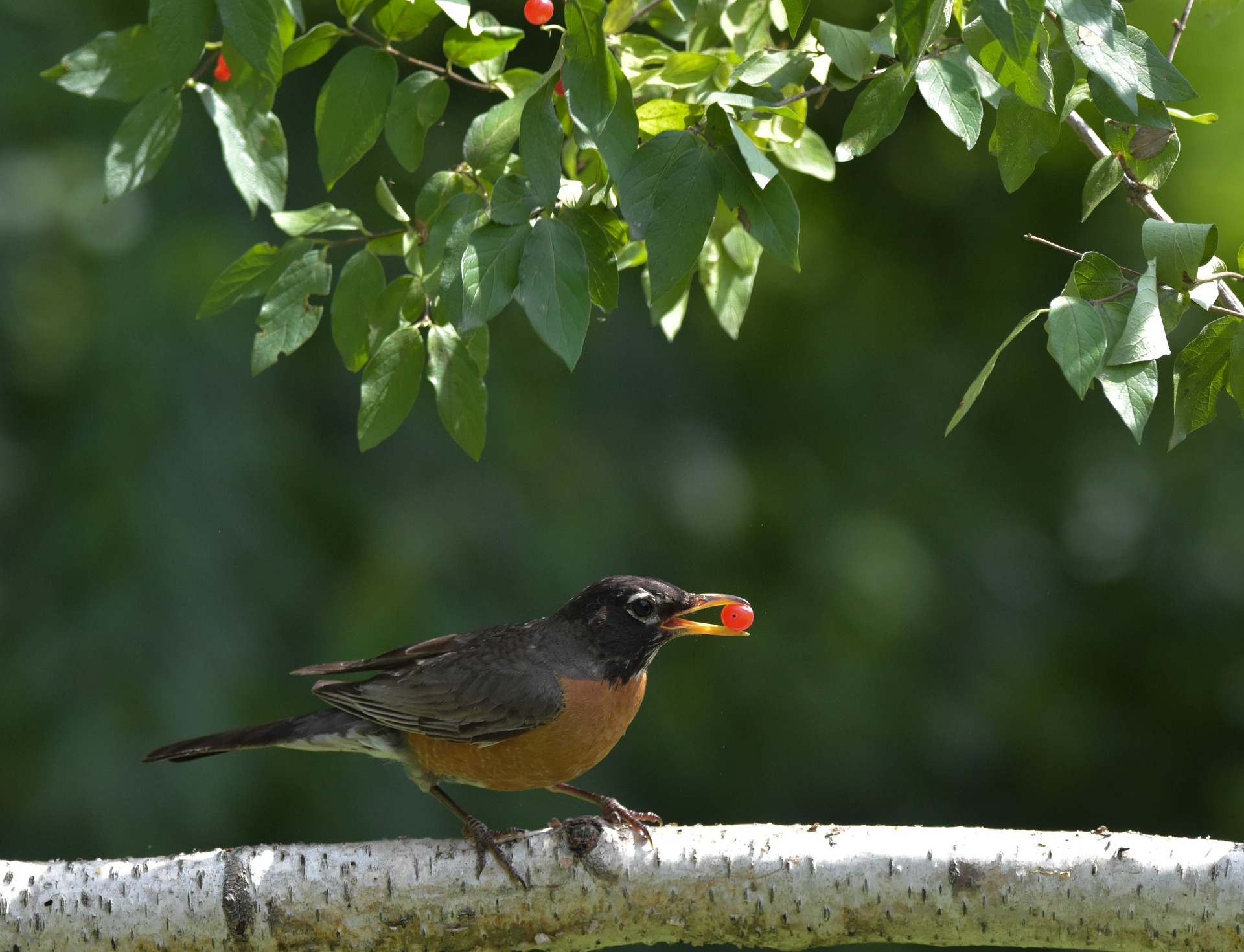 Download mobile wallpaper Birds, Bird, Animal, American Robin for free.
