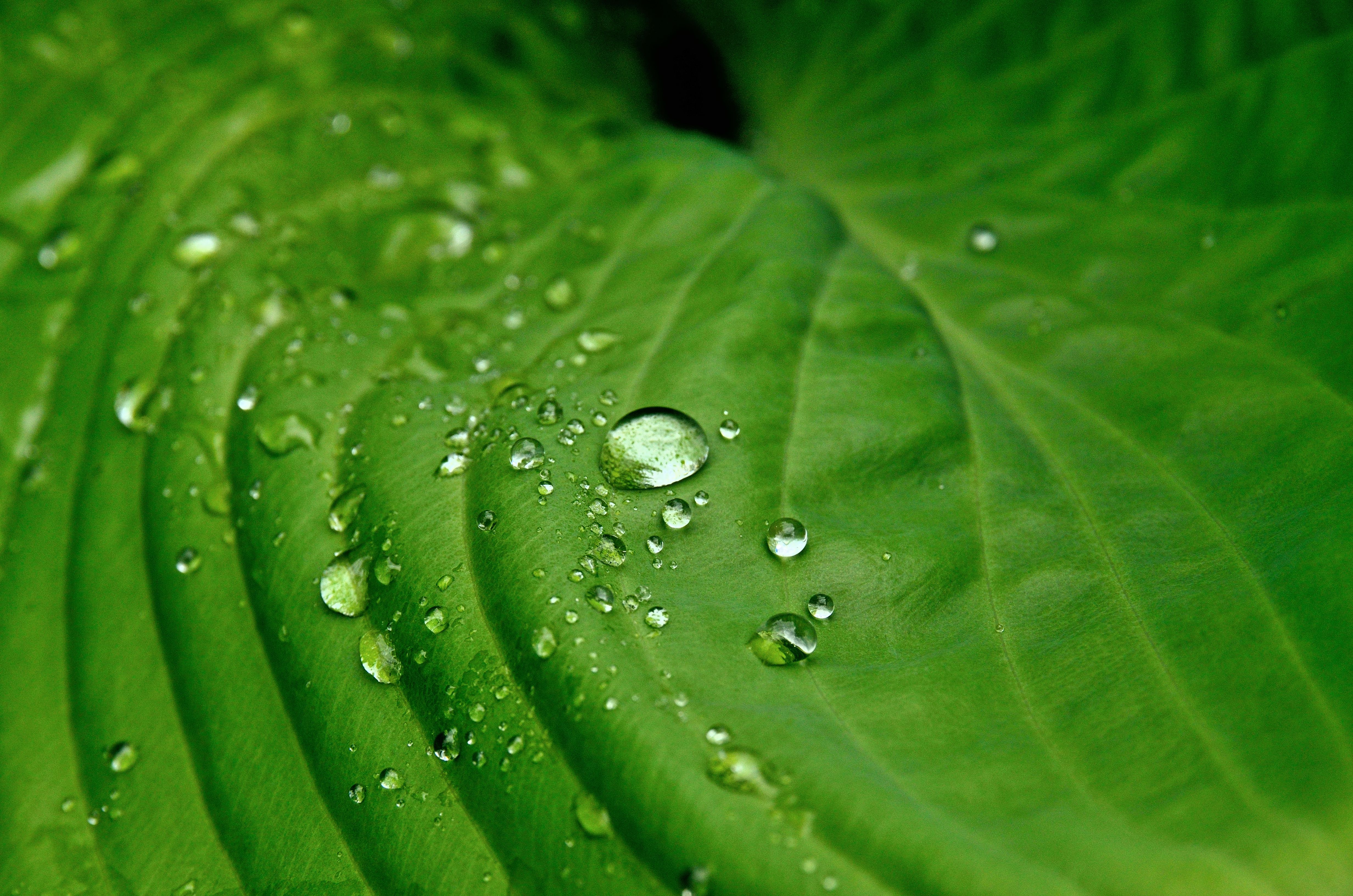 Free download wallpaper Nature, Leaf, Earth, Water Drop on your PC desktop
