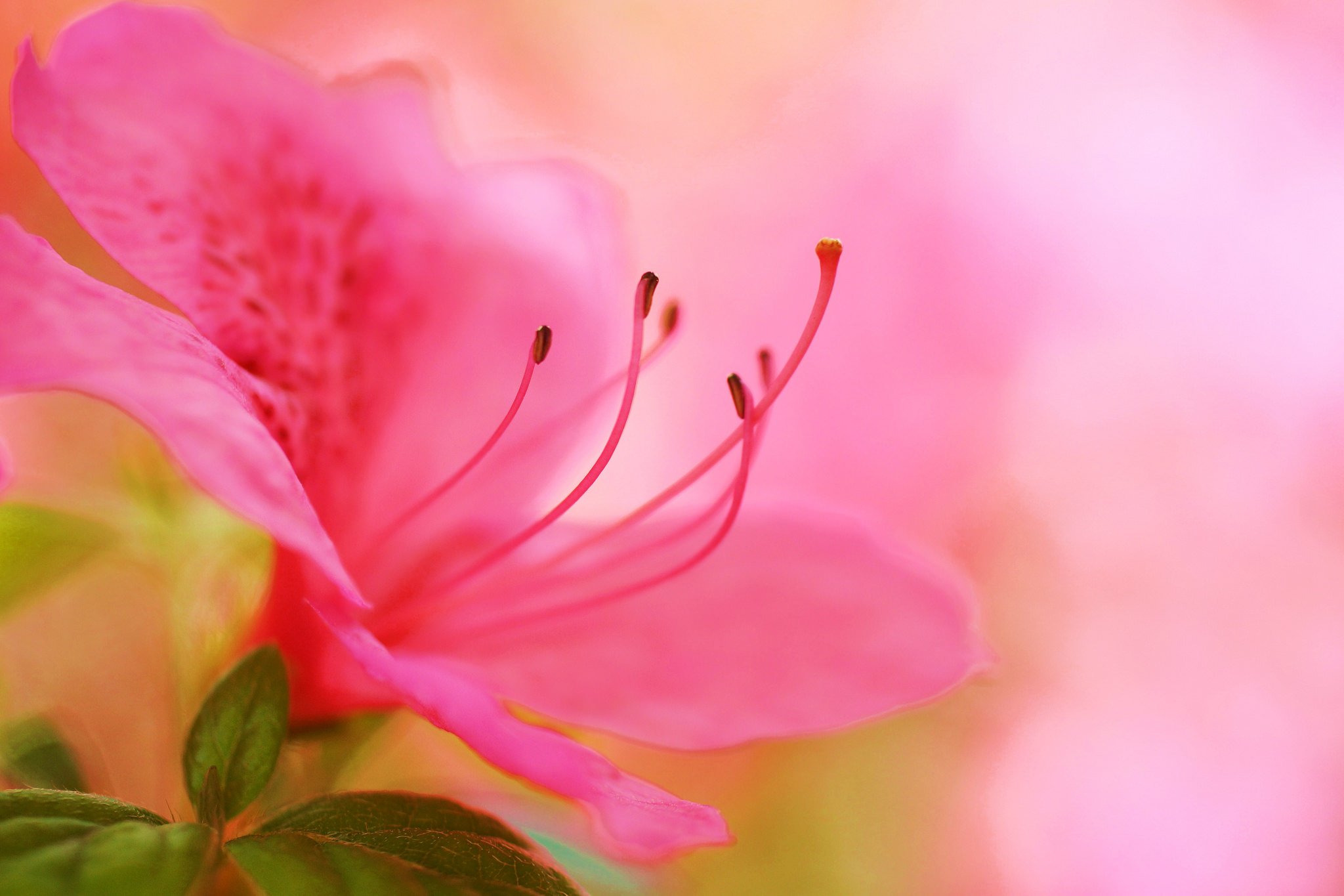 Free download wallpaper Nature, Flowers, Flower, Macro, Earth, Azalea, Pink Flower on your PC desktop