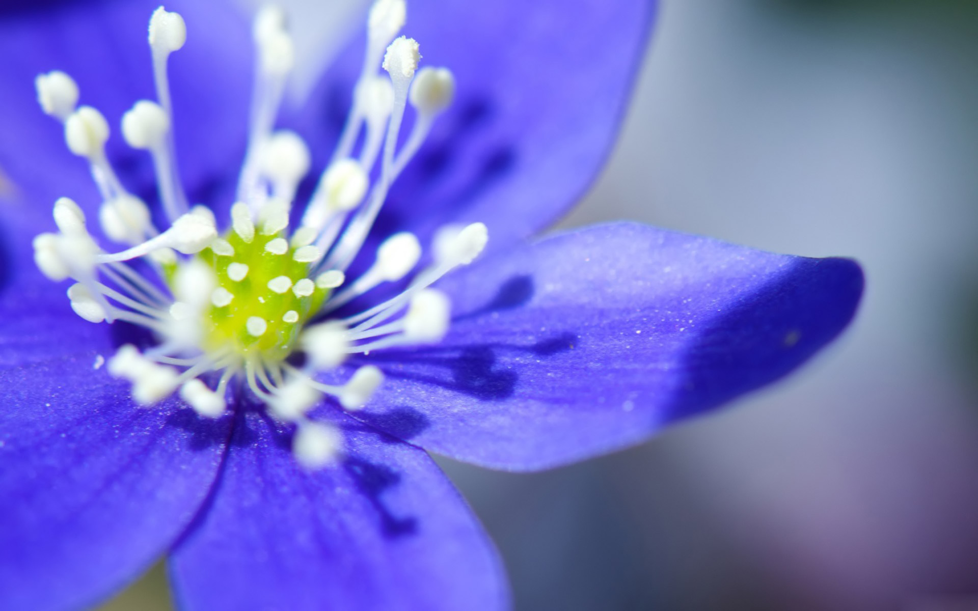 Téléchargez gratuitement l'image Fleurs, Fleur, Terre/nature sur le bureau de votre PC